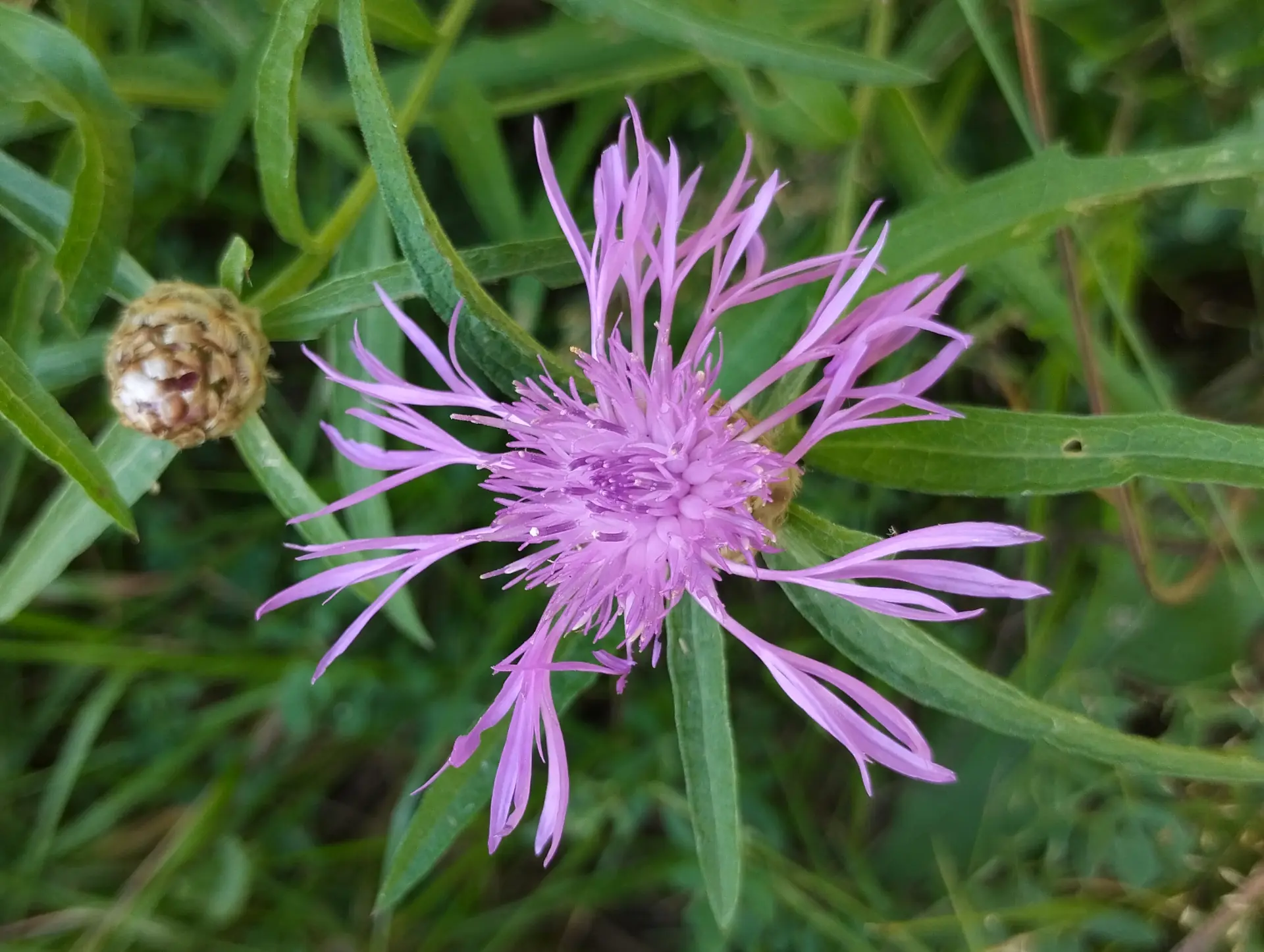 img/centaurea-jacea-jacea.webp