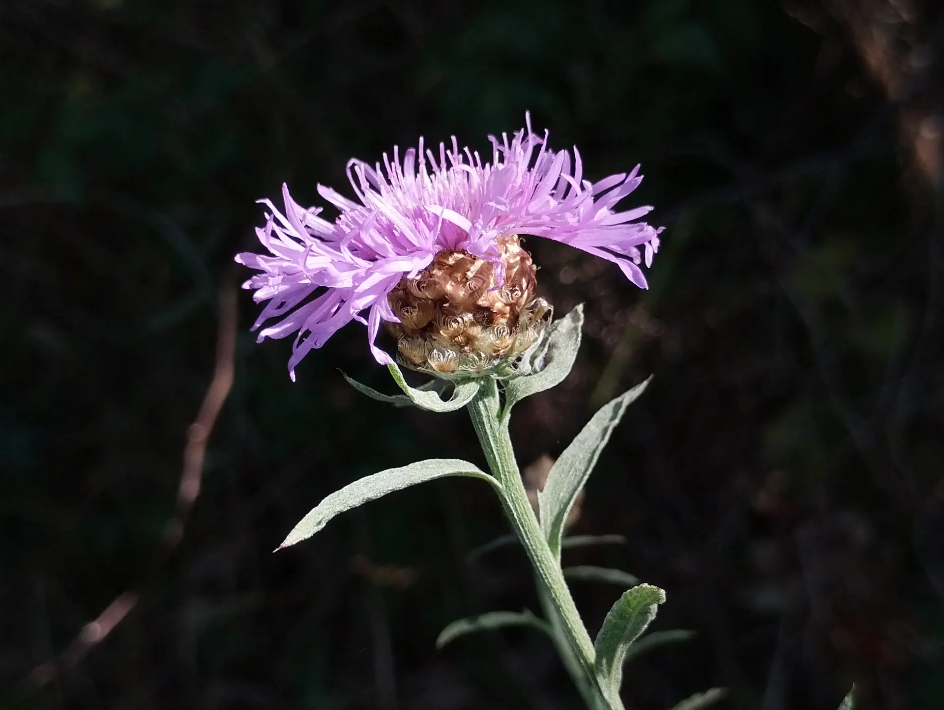 img/centaurea-jacea-timbalii-2.webp