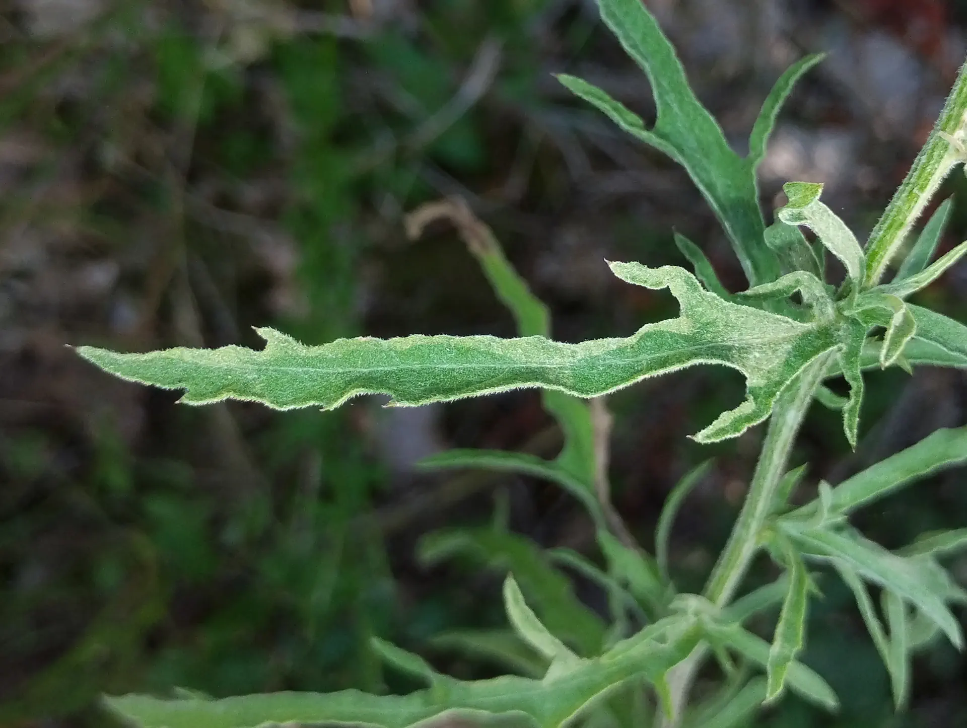 img/centaurea-jacea-timbalii-3.webp