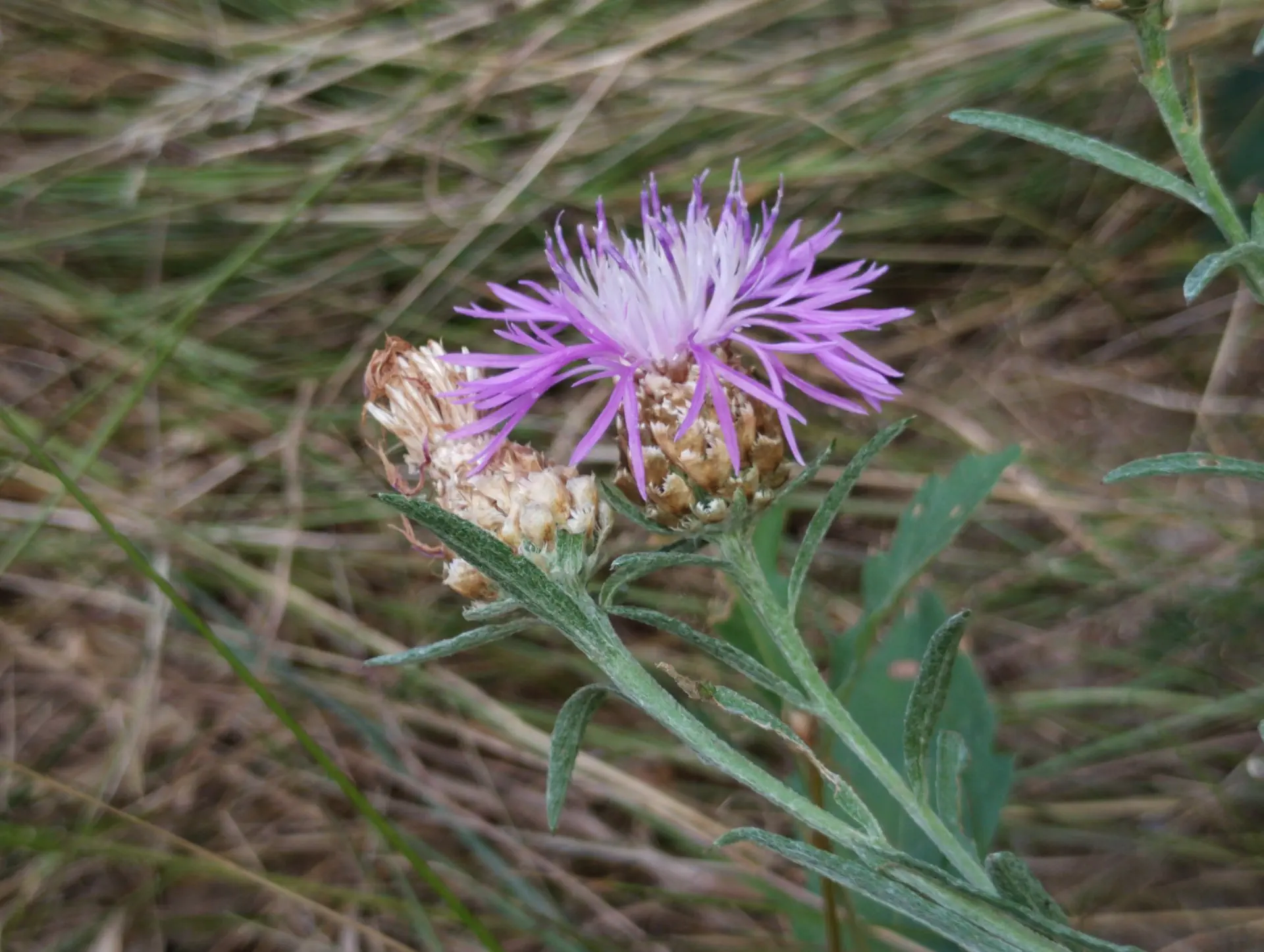 img/centaurea-jacea-timbalii-4.webp
