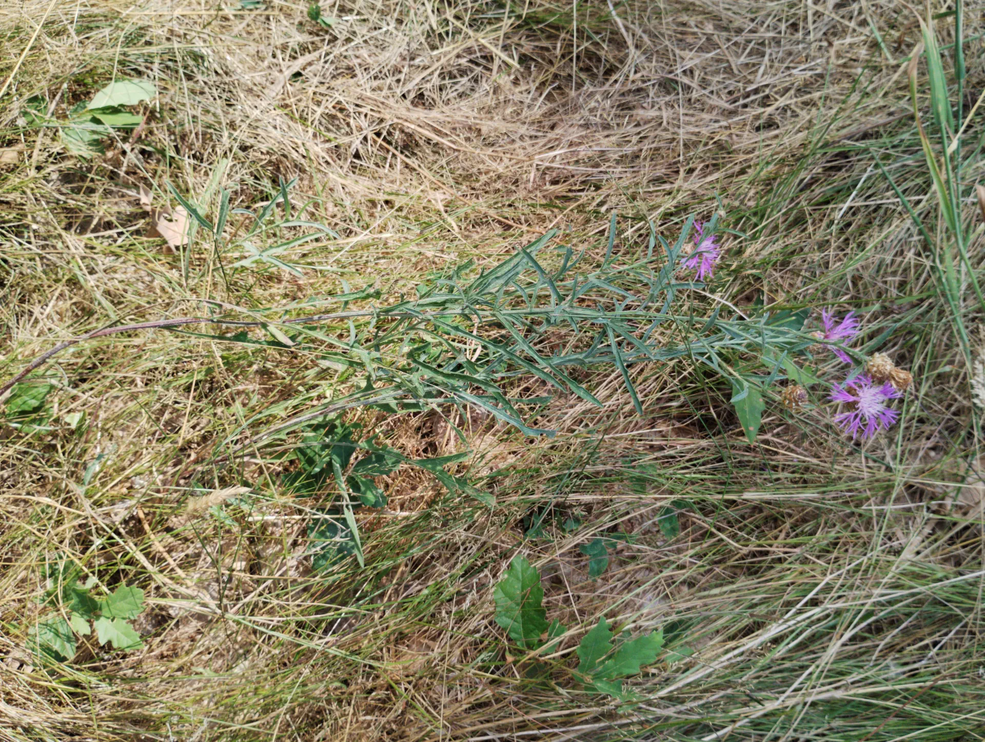img/centaurea-jacea-timbalii-5.webp