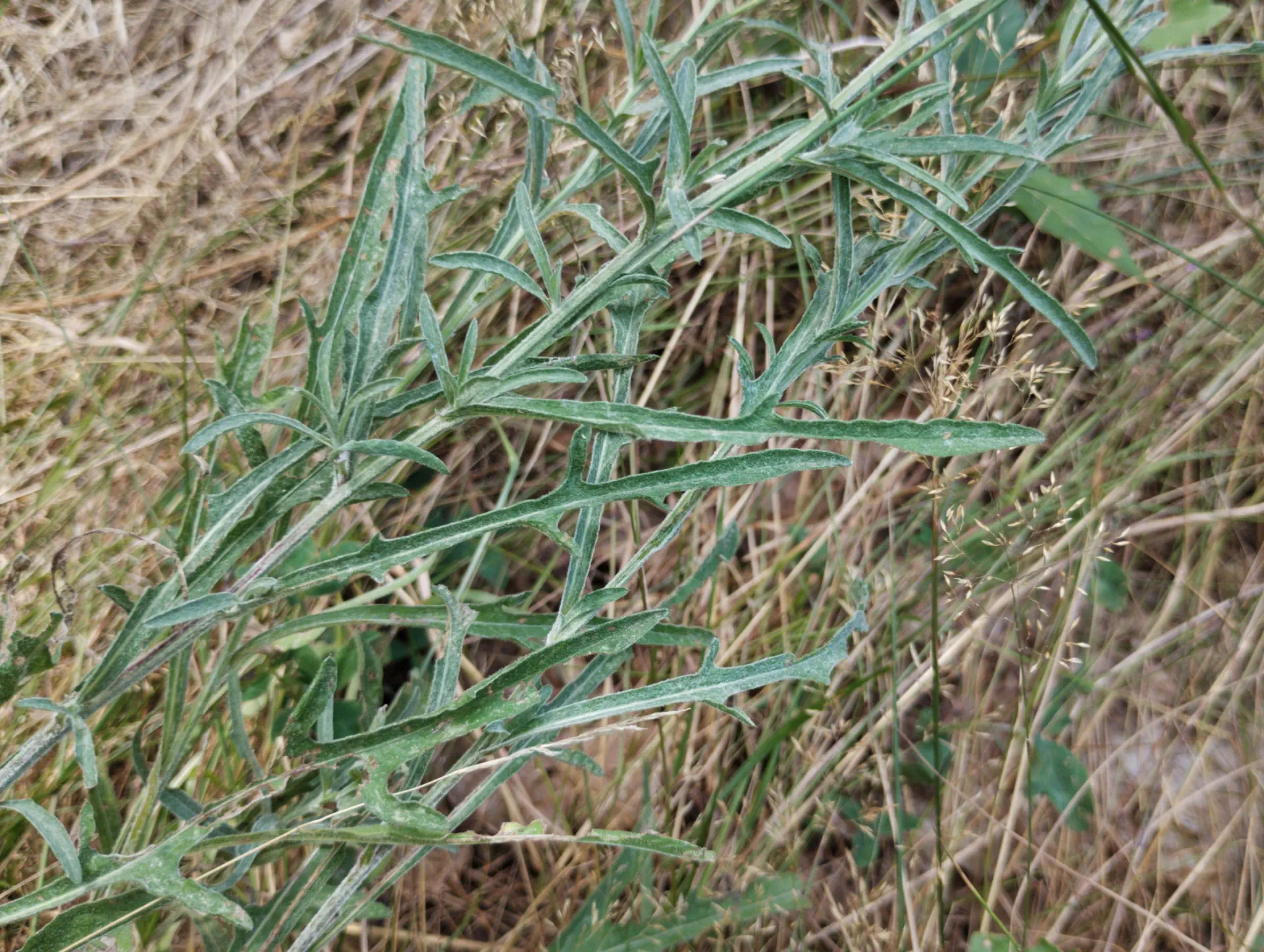 img/centaurea-jacea-timbalii-6.webp