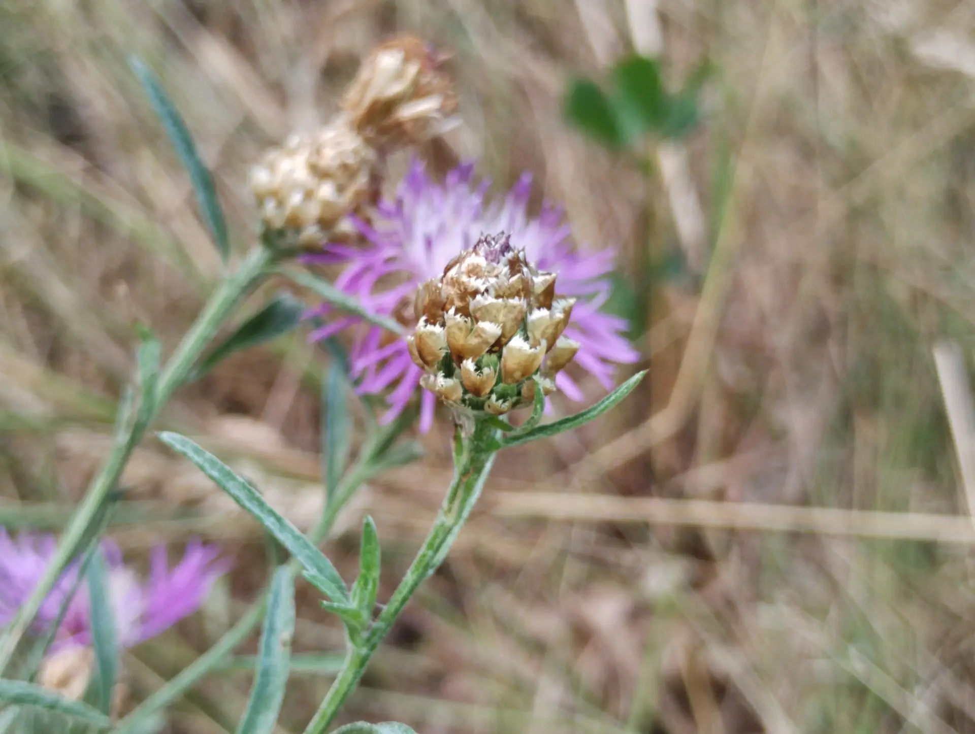img/centaurea-jacea-timbalii-7.webp