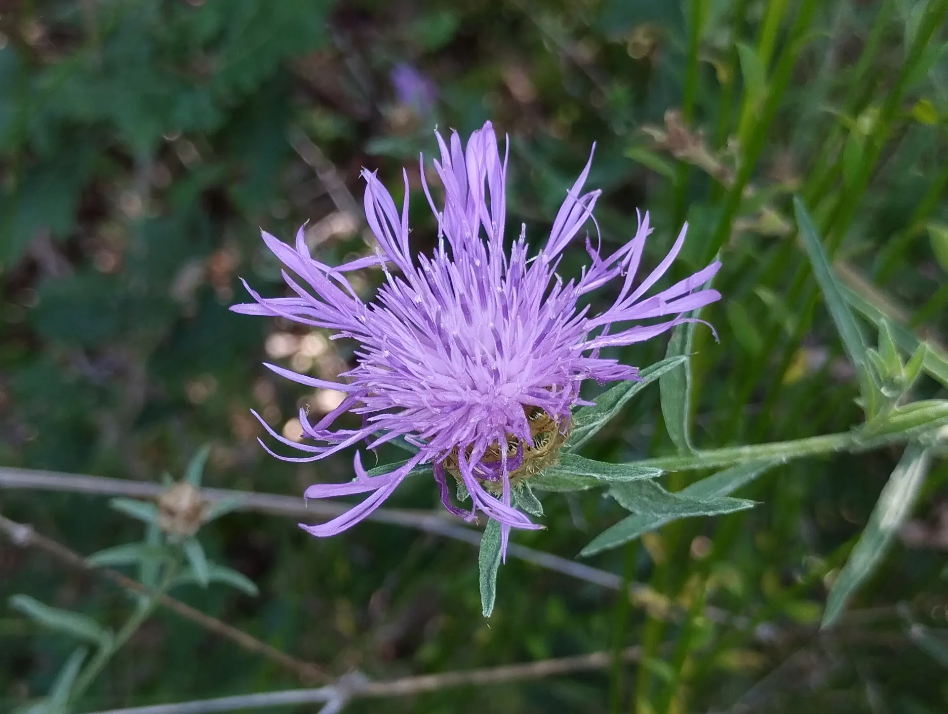 img/centaurea-jacea-timbalii.webp