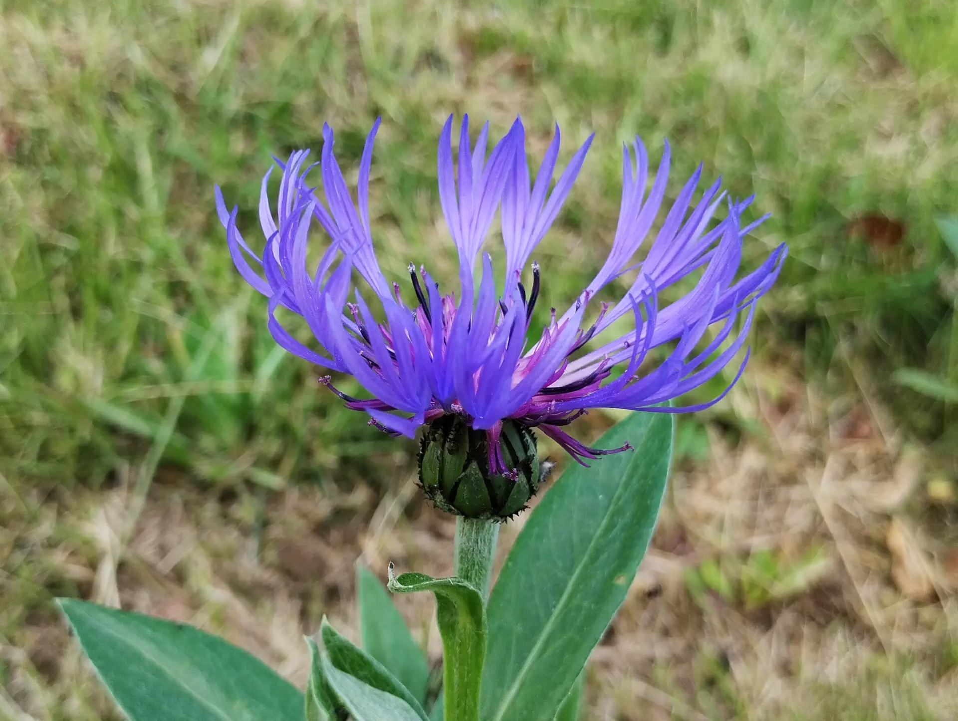 img/centaurea-triumfettii-2.webp