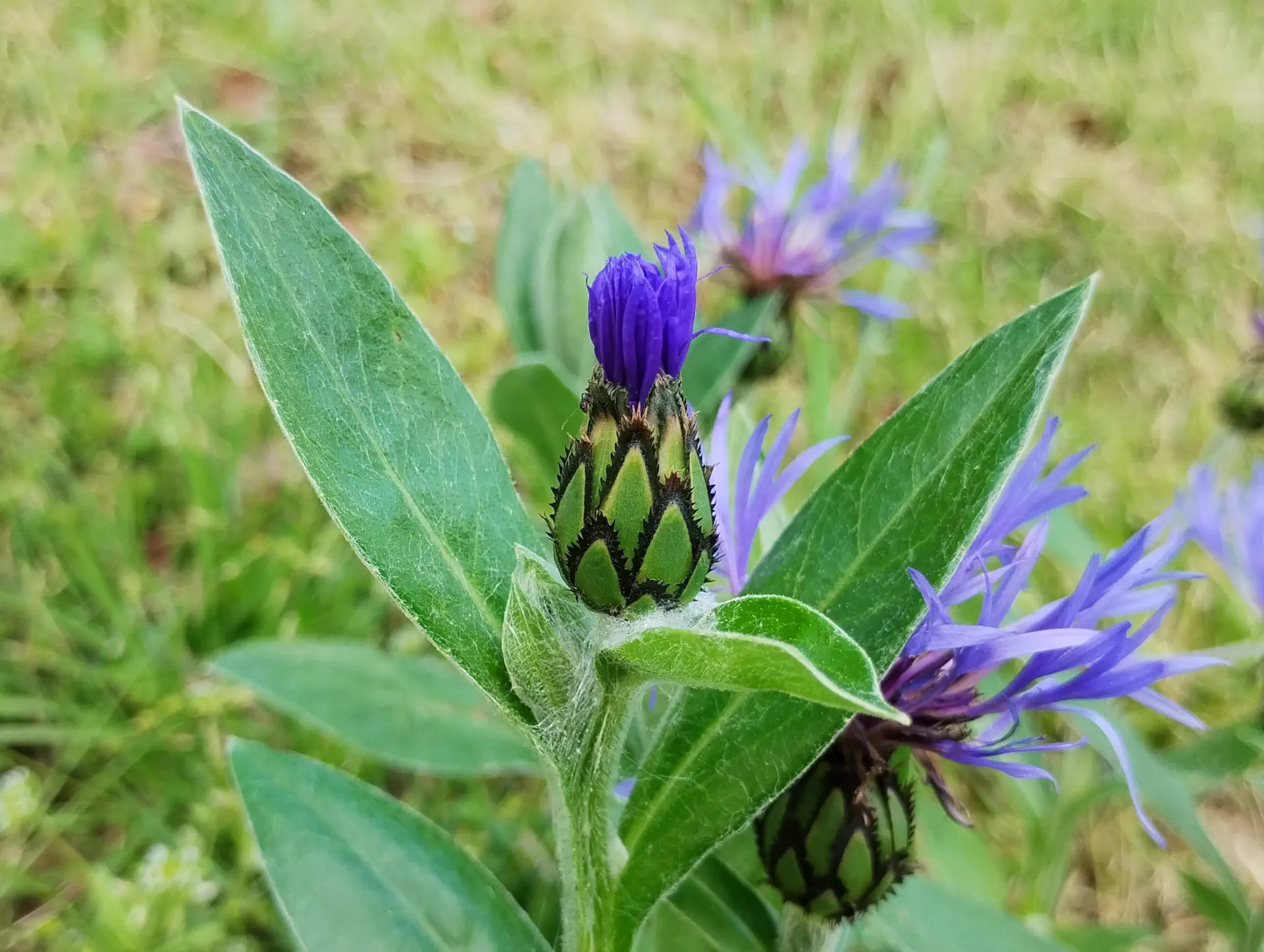 img/centaurea-triumfettii-5.webp