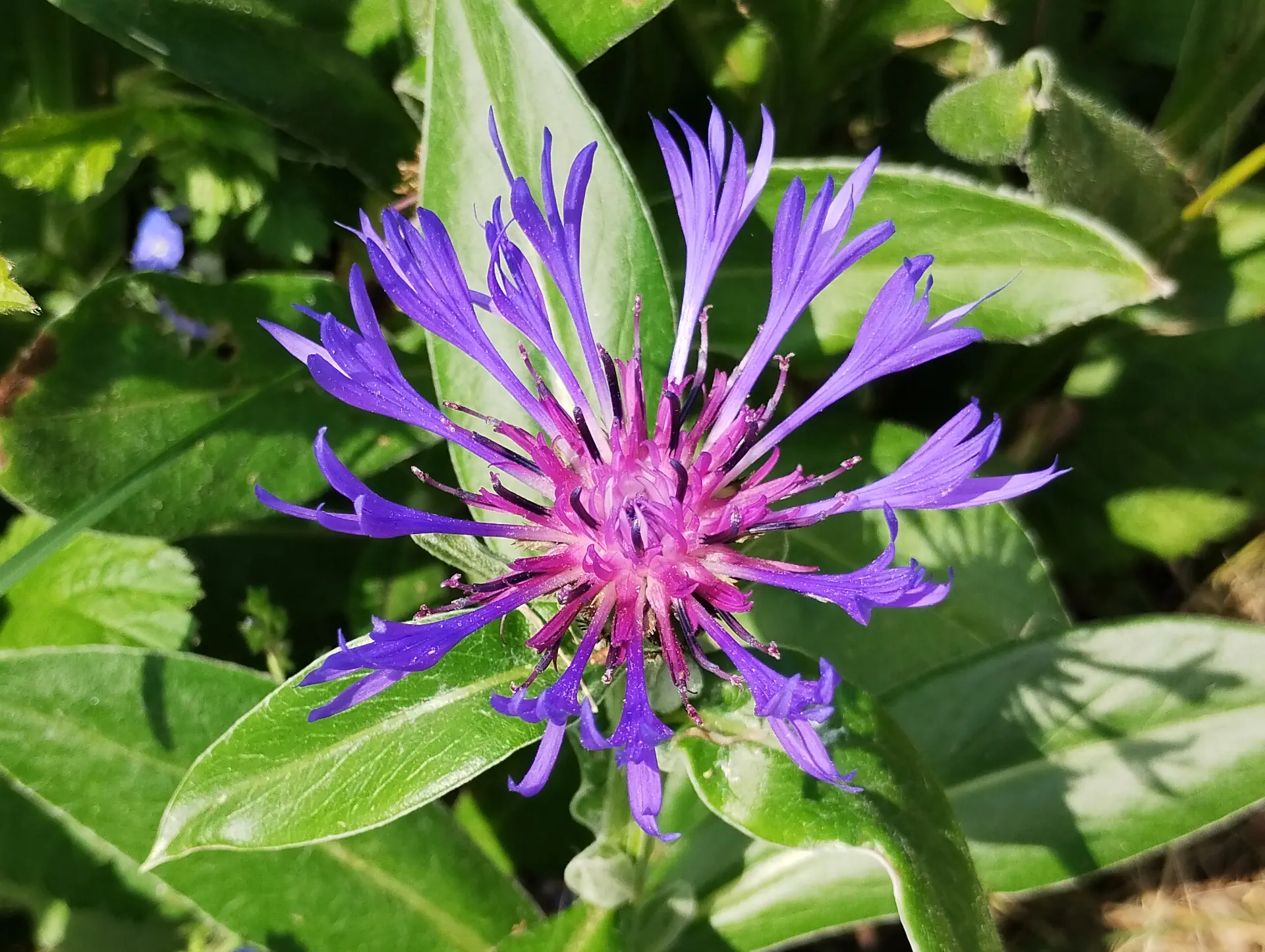 img/centaurea-triumfettii.webp