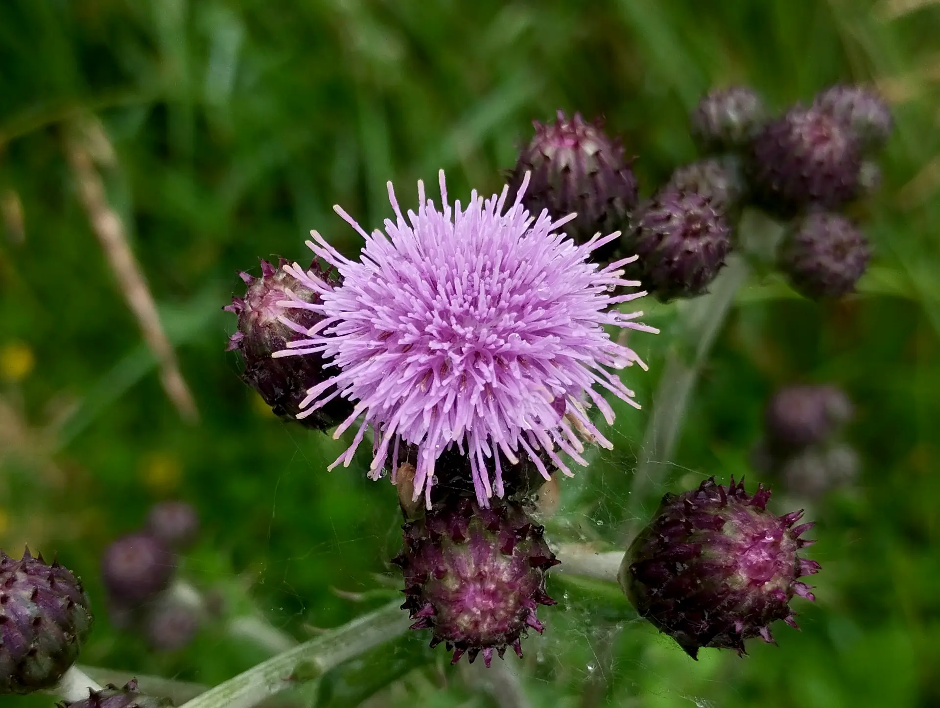 img/cirsium-arvense-2.webp