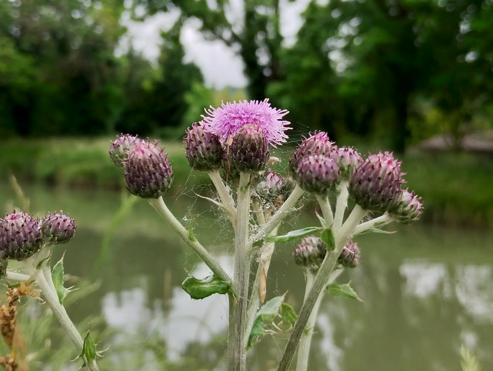 img/cirsium-arvense-3.webp