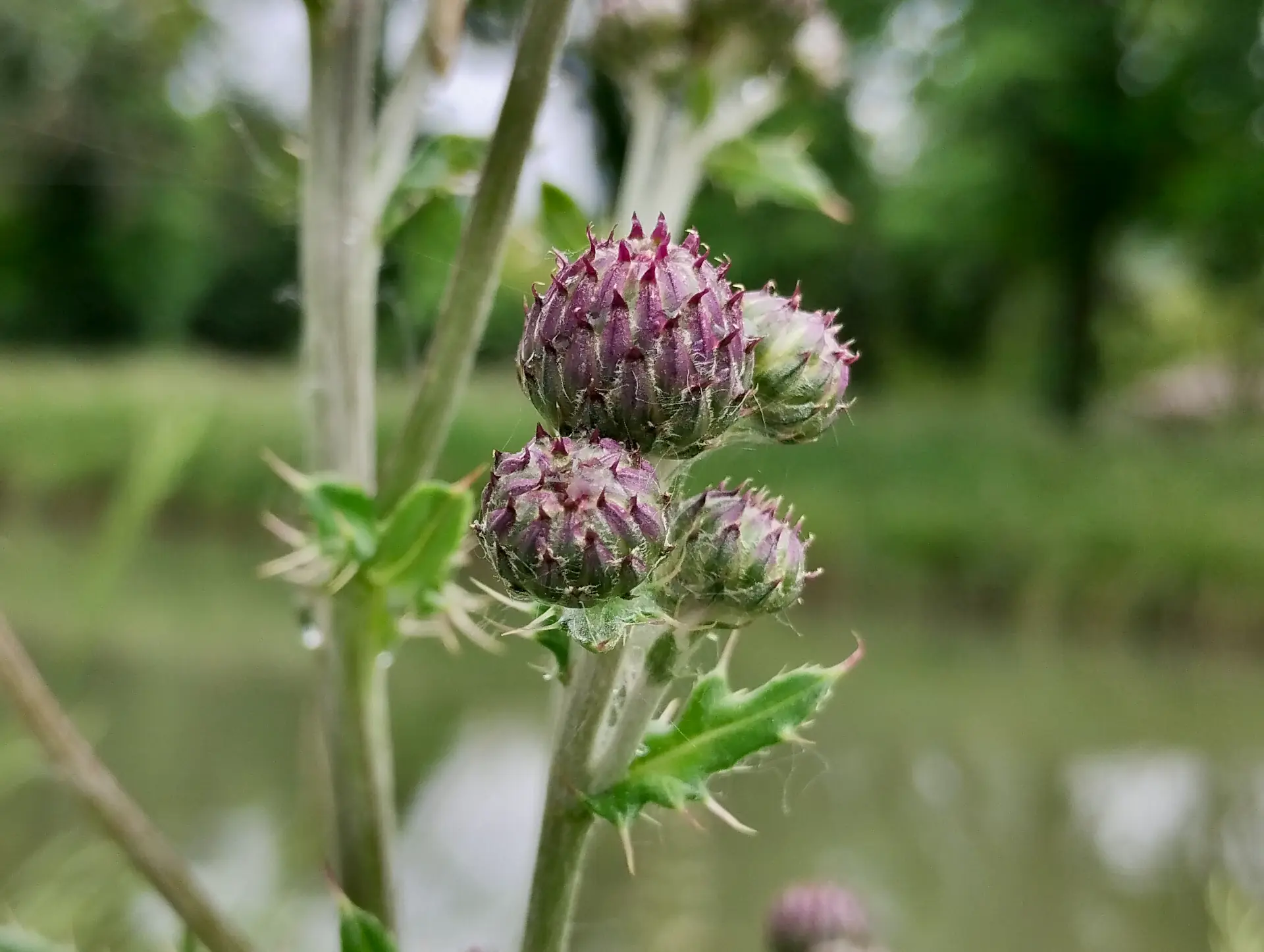 img/cirsium-arvense-4.webp