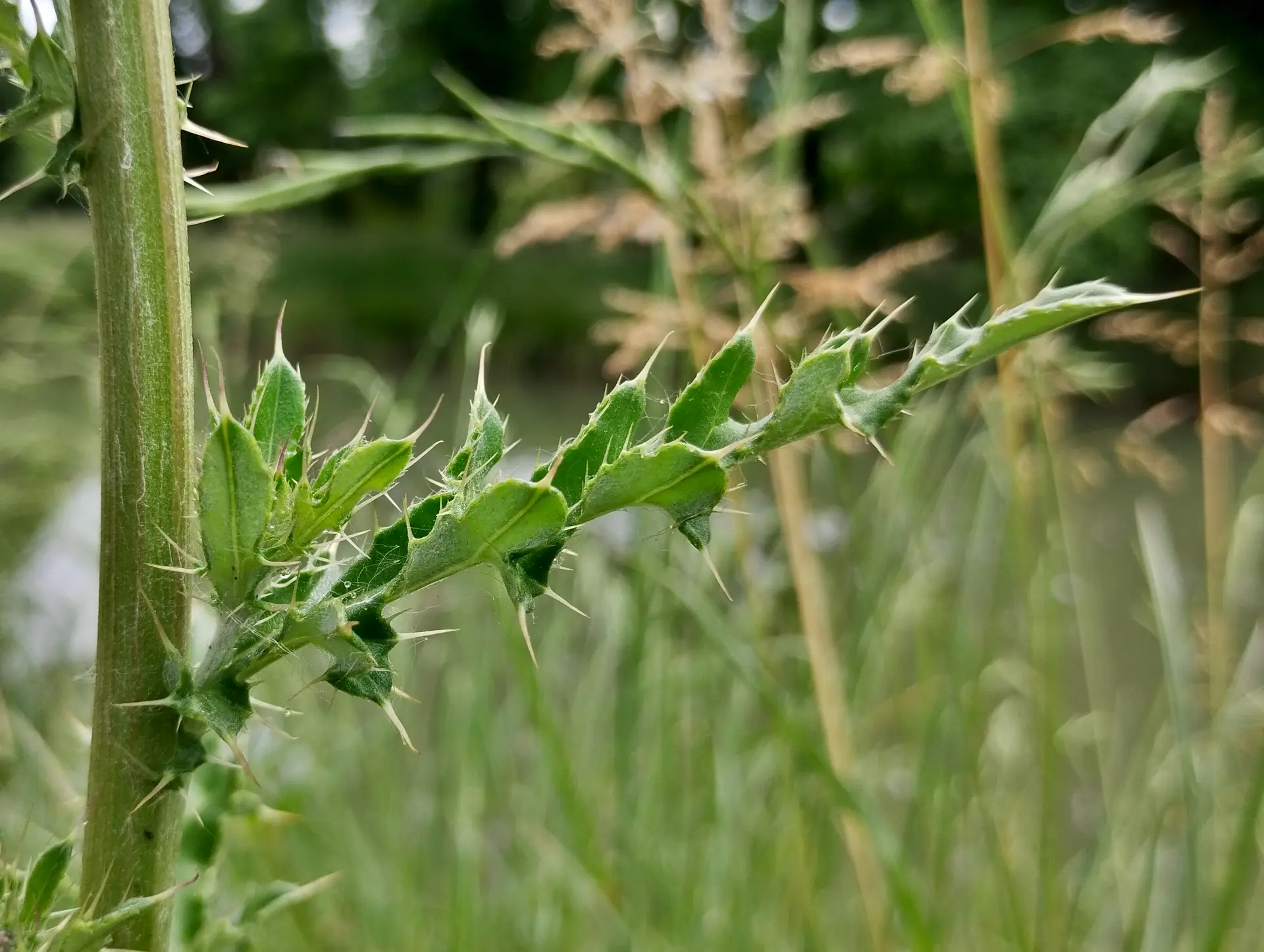 img/cirsium-arvense-5.webp