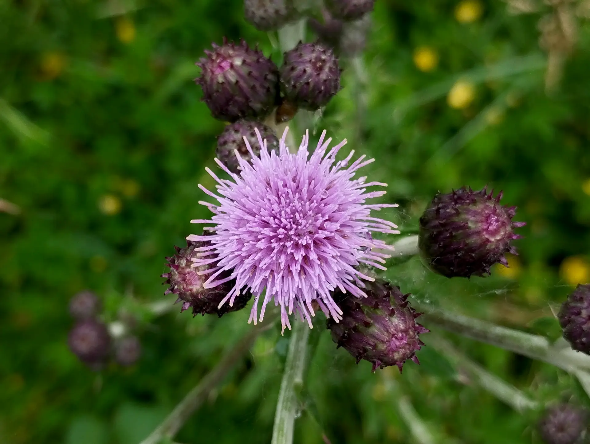 img/cirsium-arvense.webp