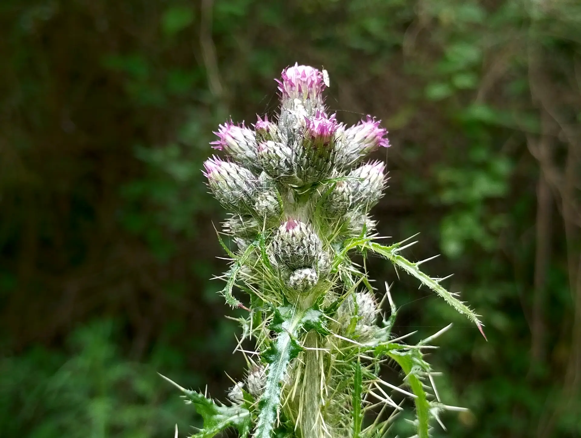 img/cirsium-palustre-2.webp