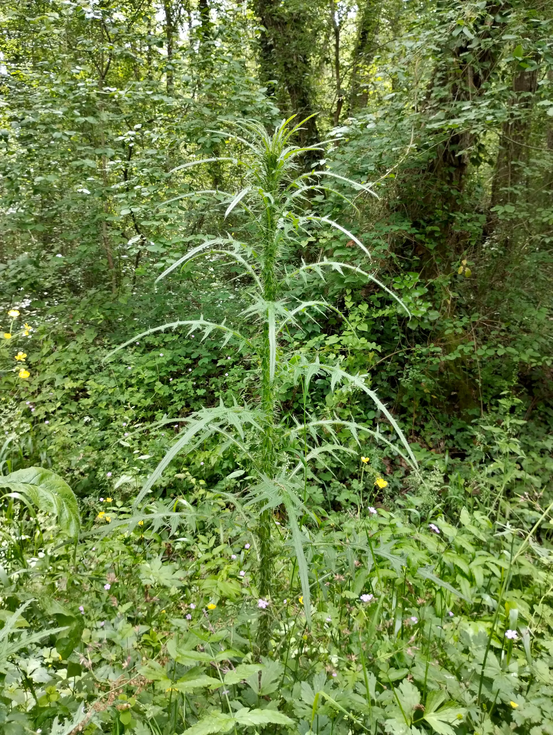 img/cirsium-palustre-3.webp