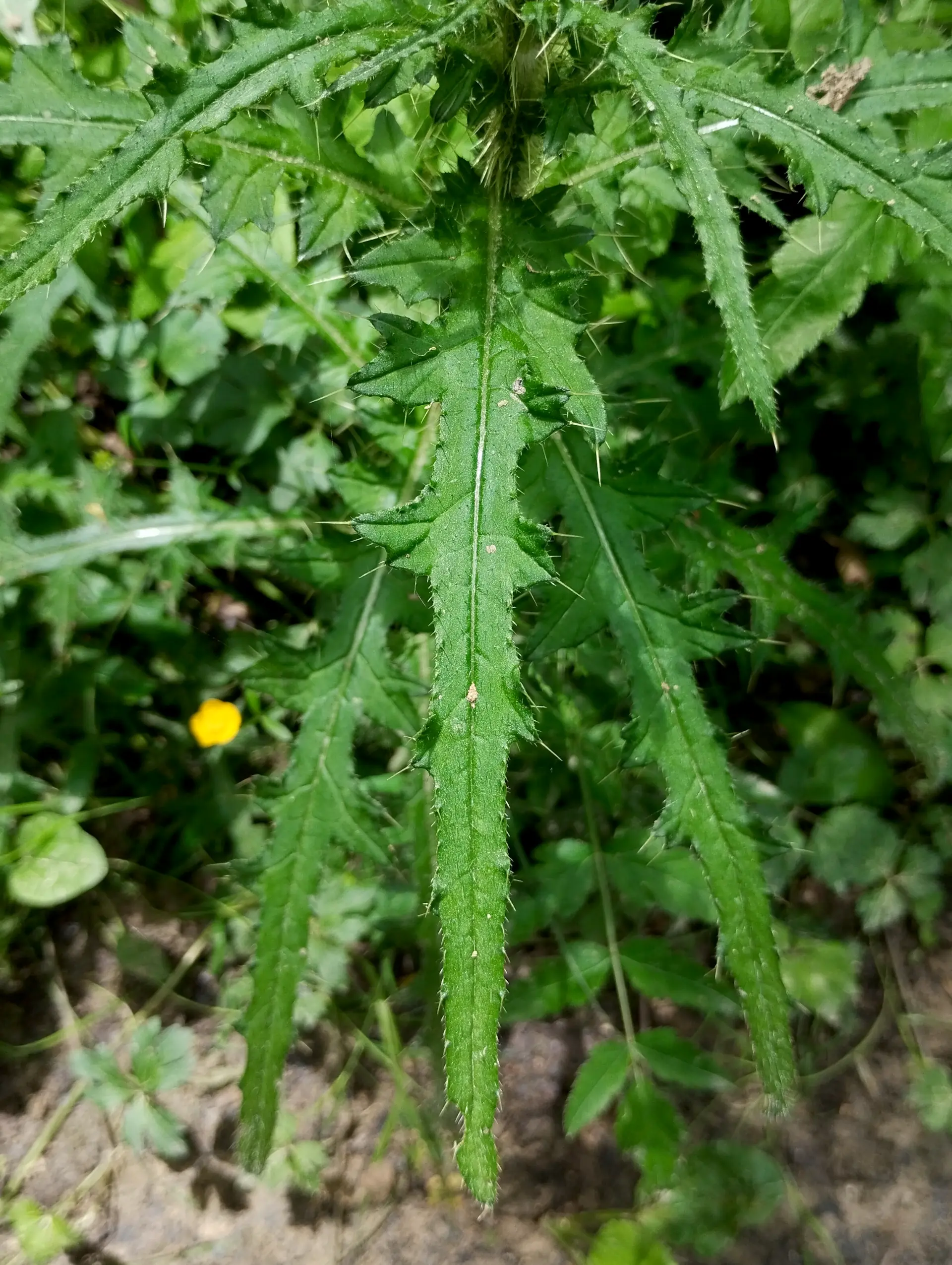 img/cirsium-palustre-4.webp