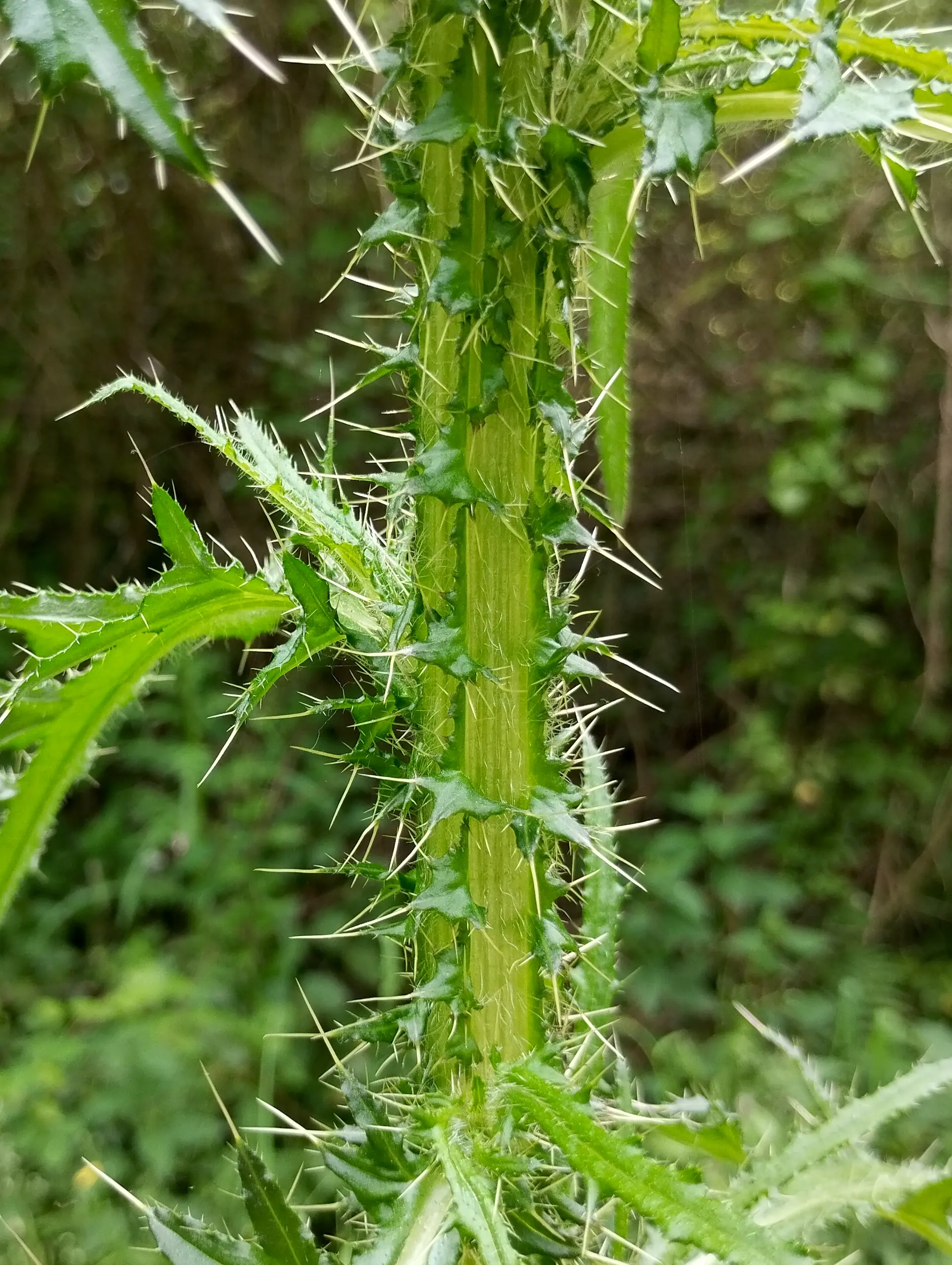 img/cirsium-palustre-5.webp