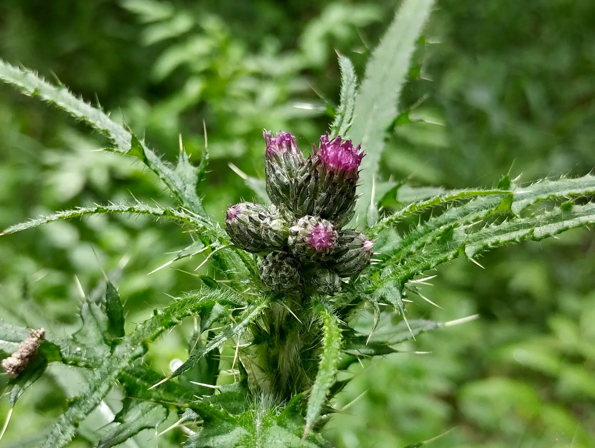 img/cirsium-palustre.webp