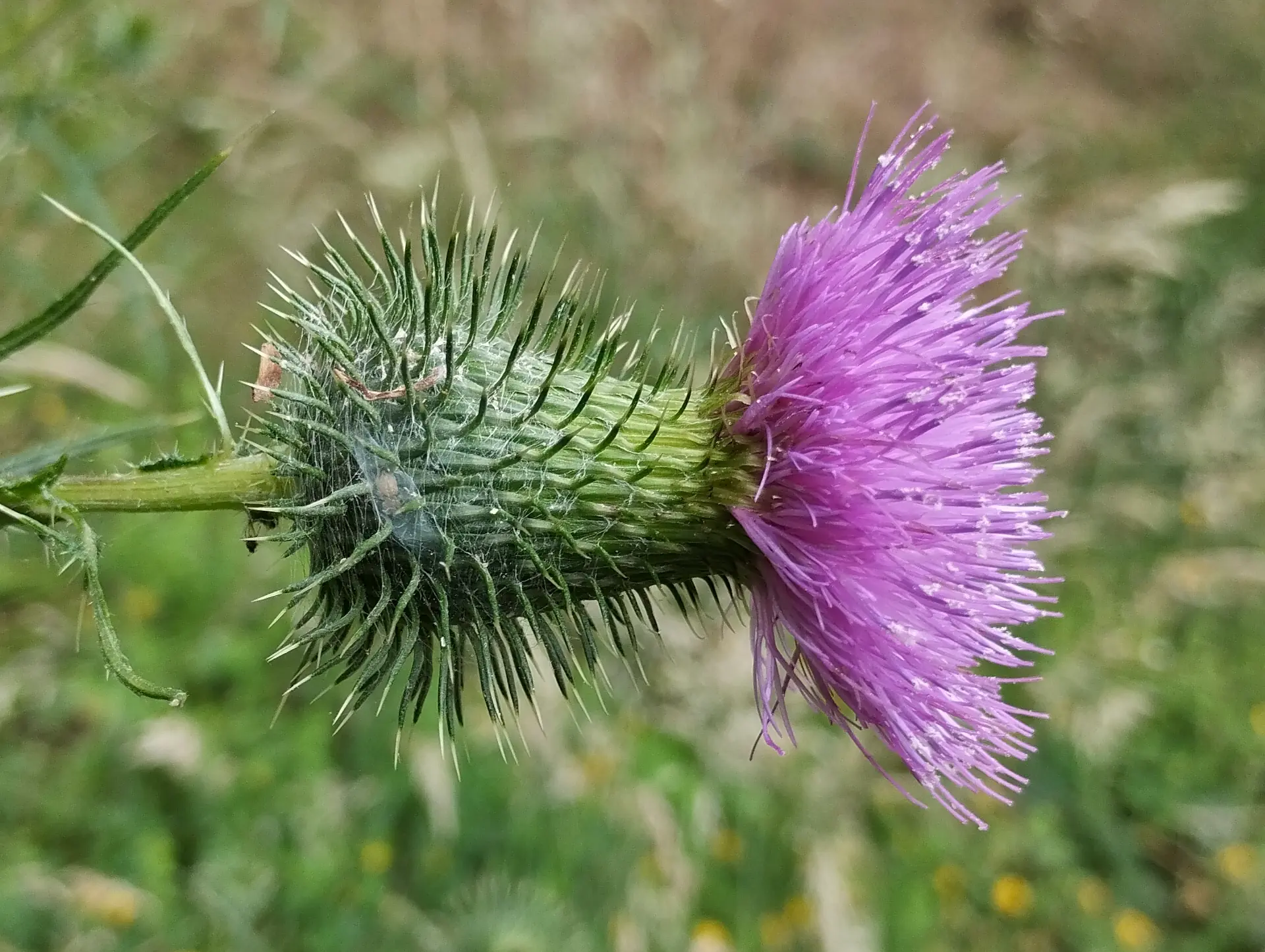 img/cirsium-vulgare-2.webp