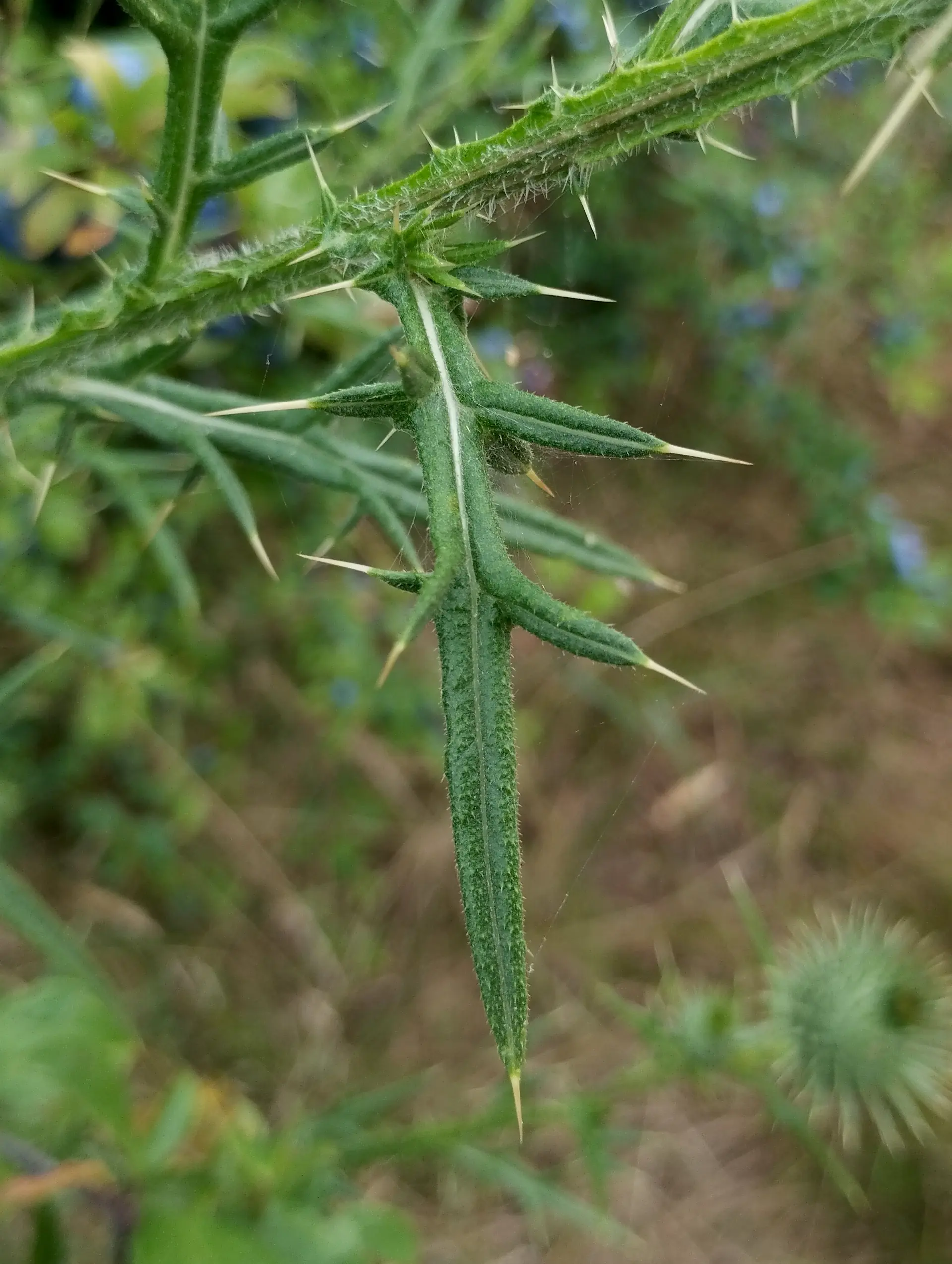 img/cirsium-vulgare-3.webp