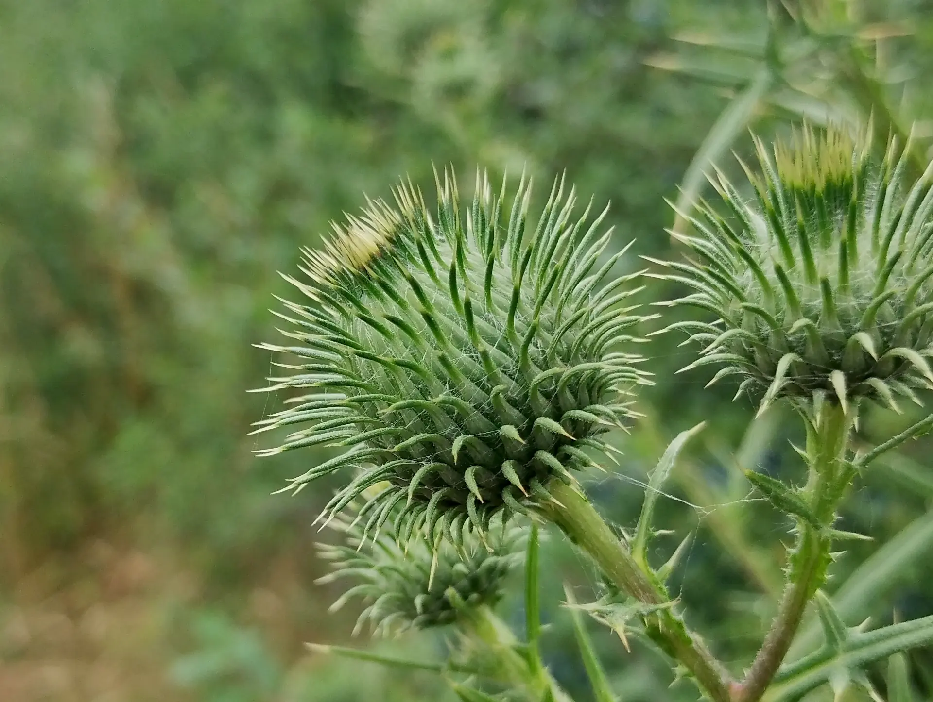 img/cirsium-vulgare-4.webp