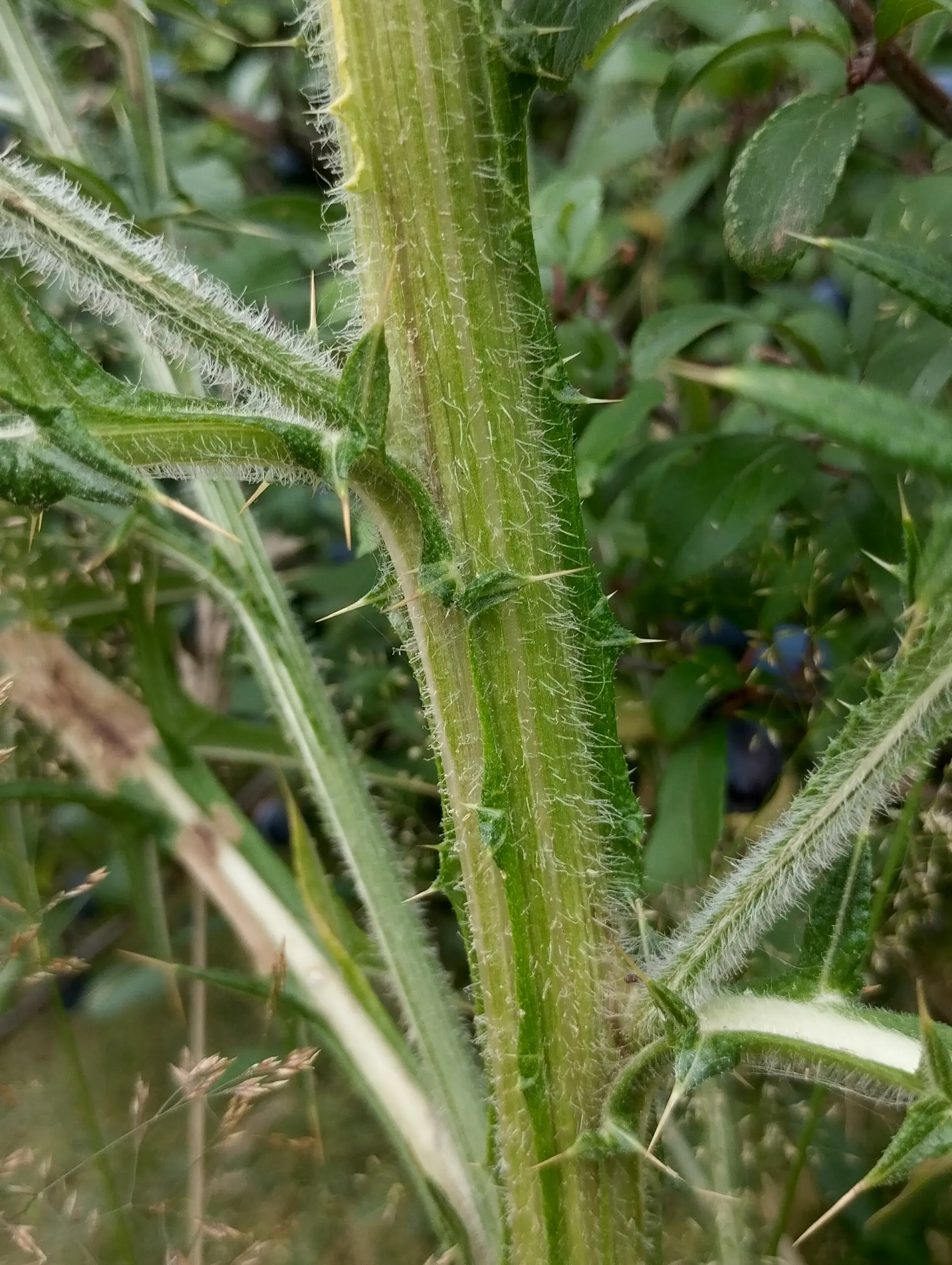 img/cirsium-vulgare-5.webp