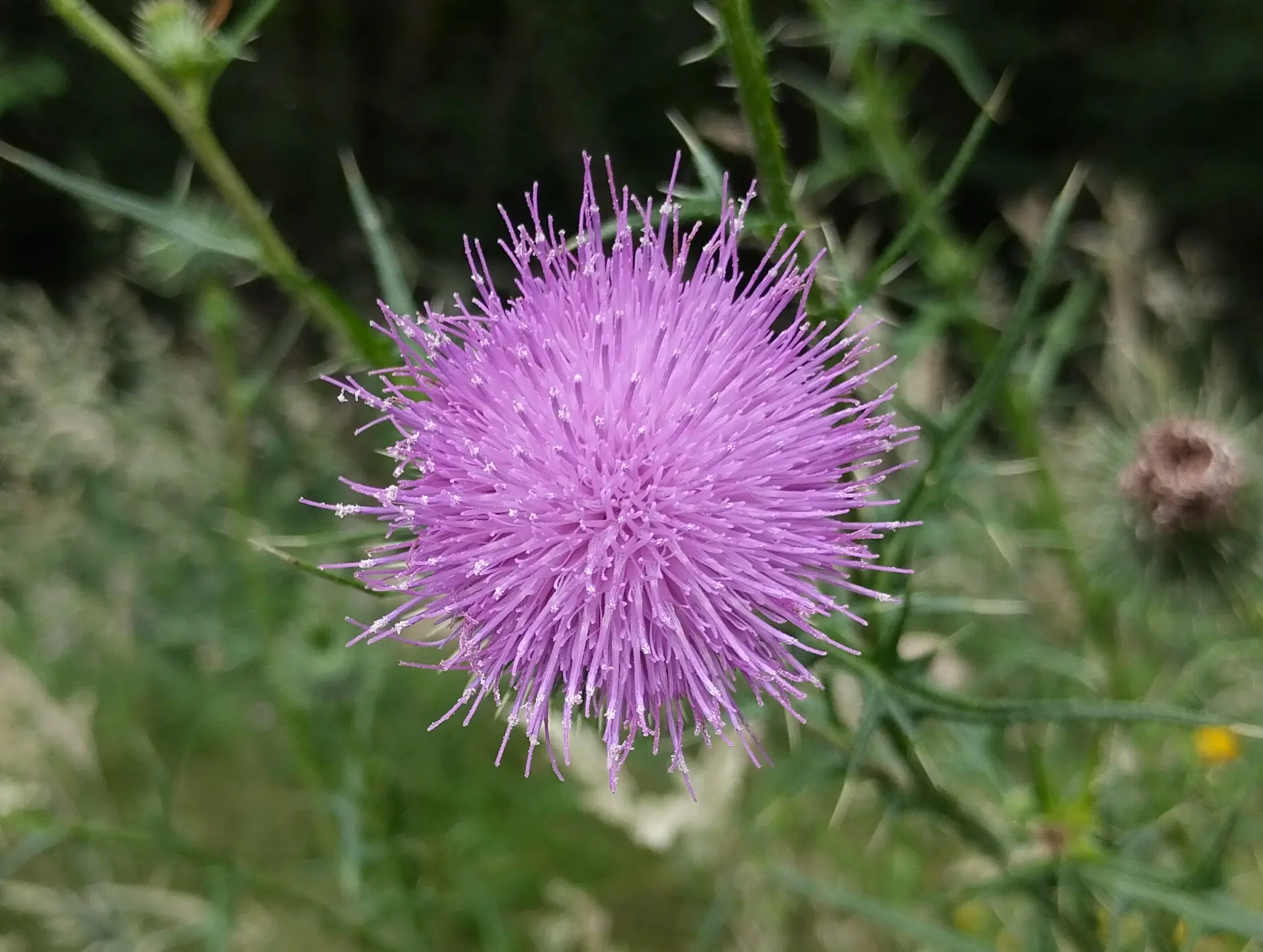 img/cirsium-vulgare.webp