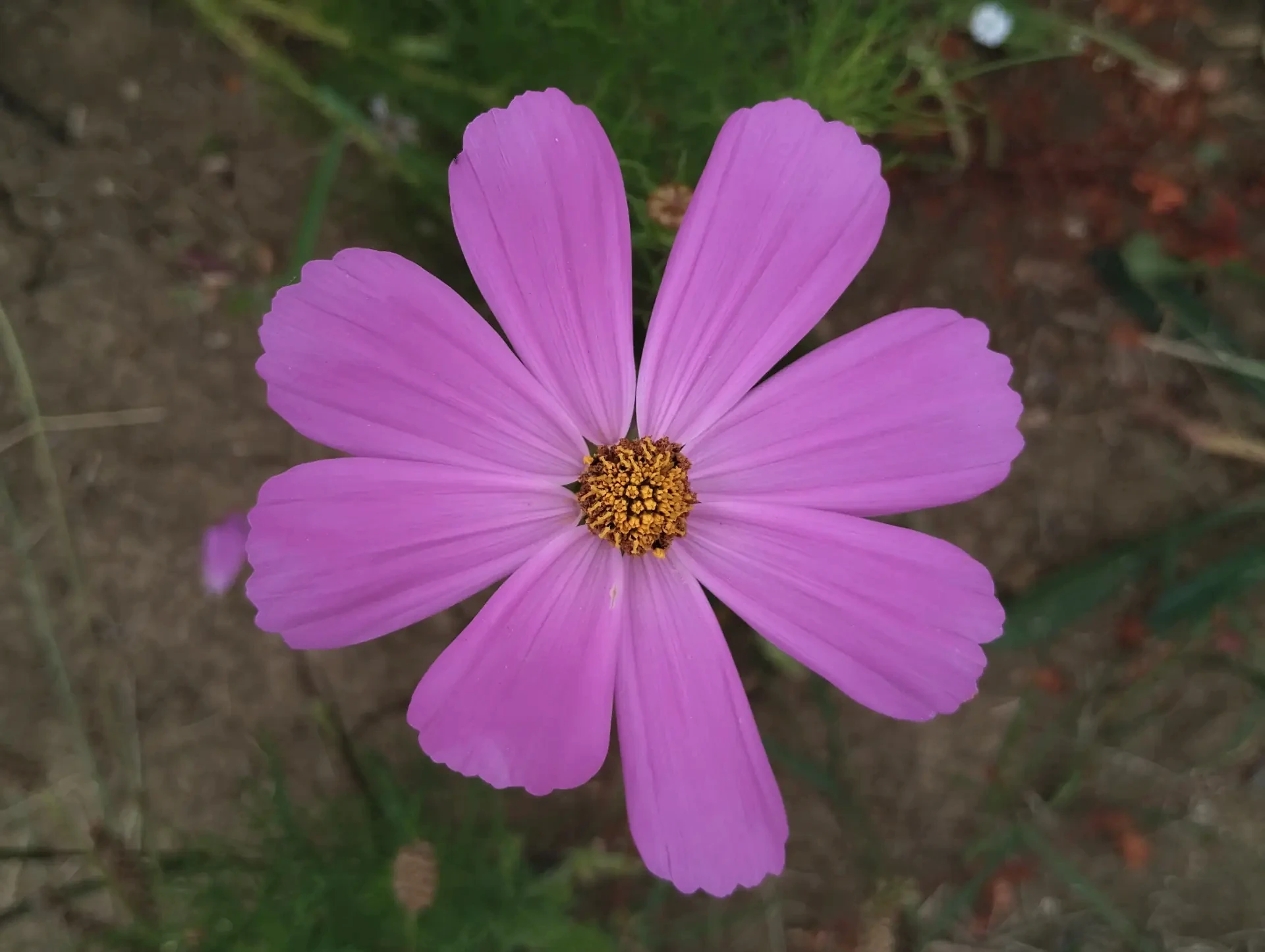 img/cosmos-bipinnatus.webp