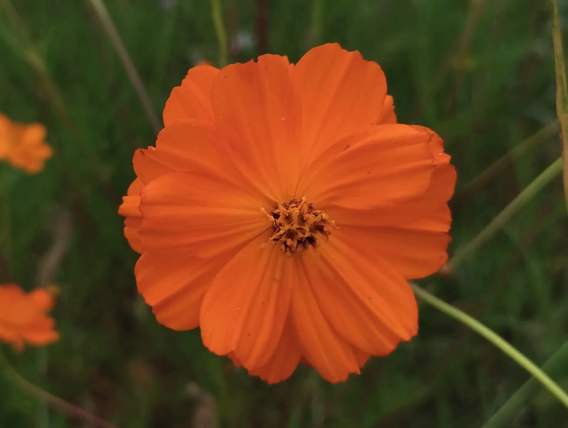 img/cosmos-sulphureus.webp