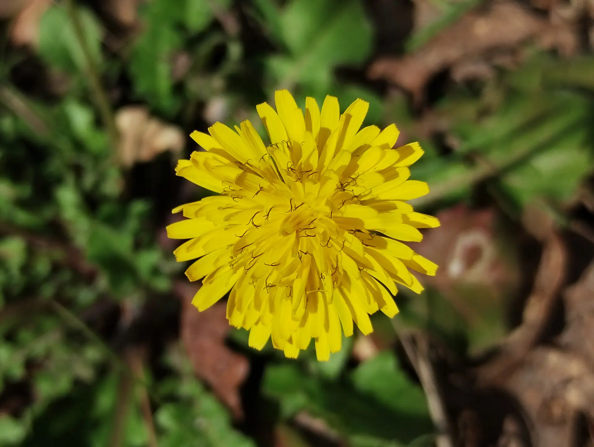 img/crepis-sancta.webp