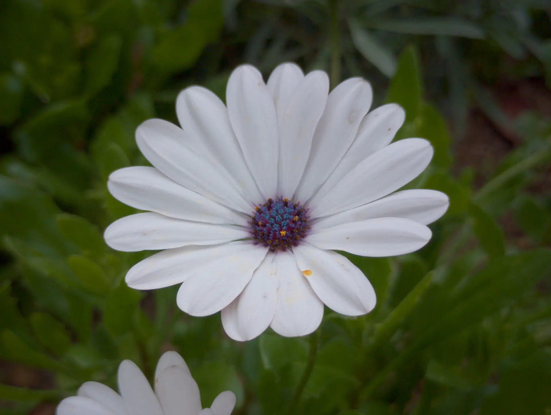 img/dimorphotheca-pluvialis-2.webp