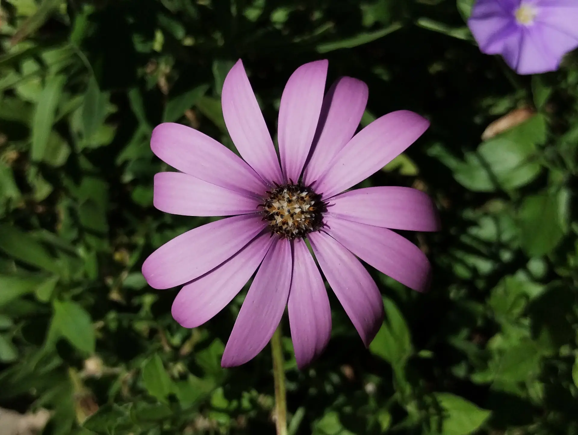 img/dimorphotheca-pluvialis.webp