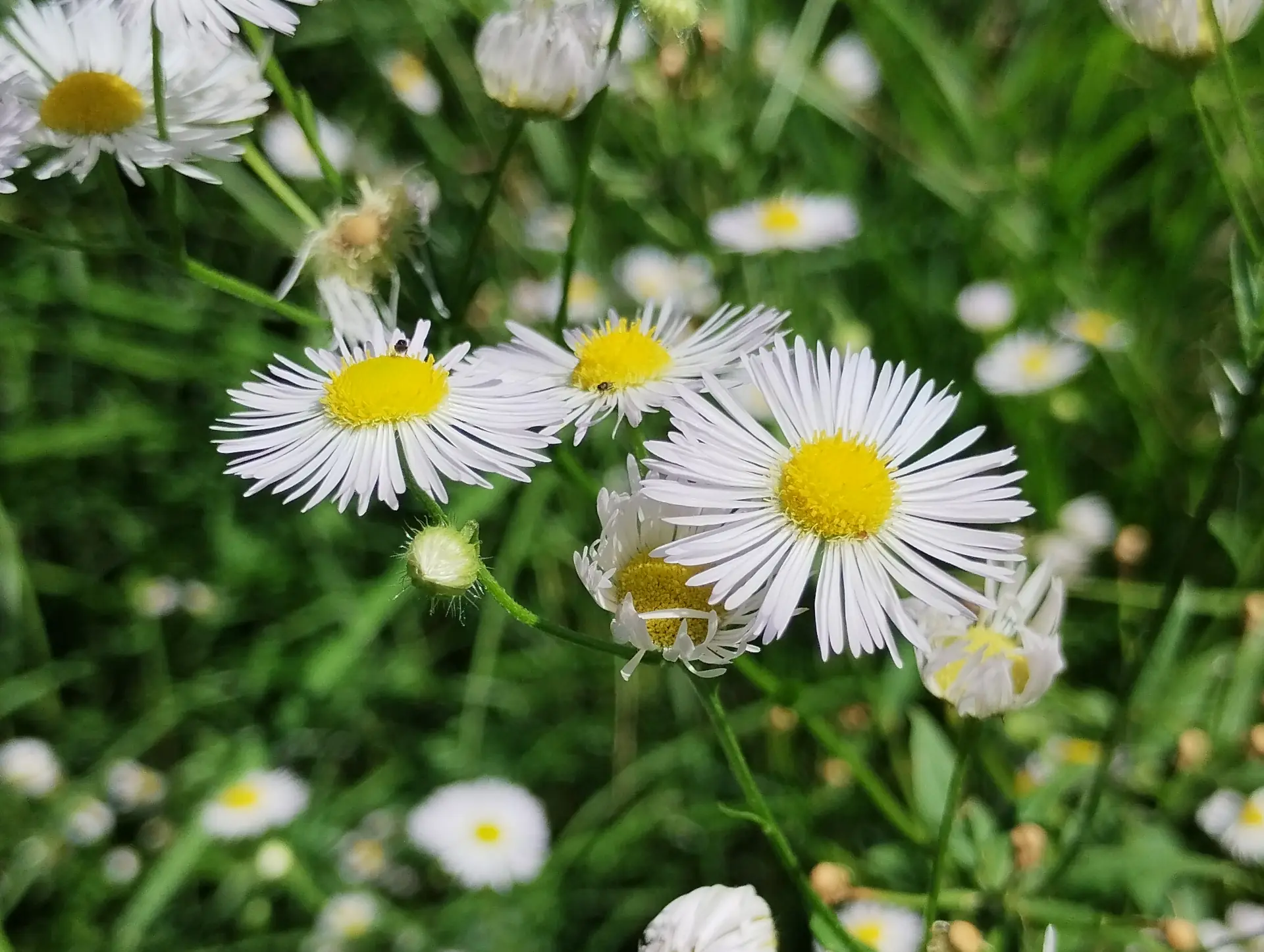 img/erigeron-annuus-2.webp