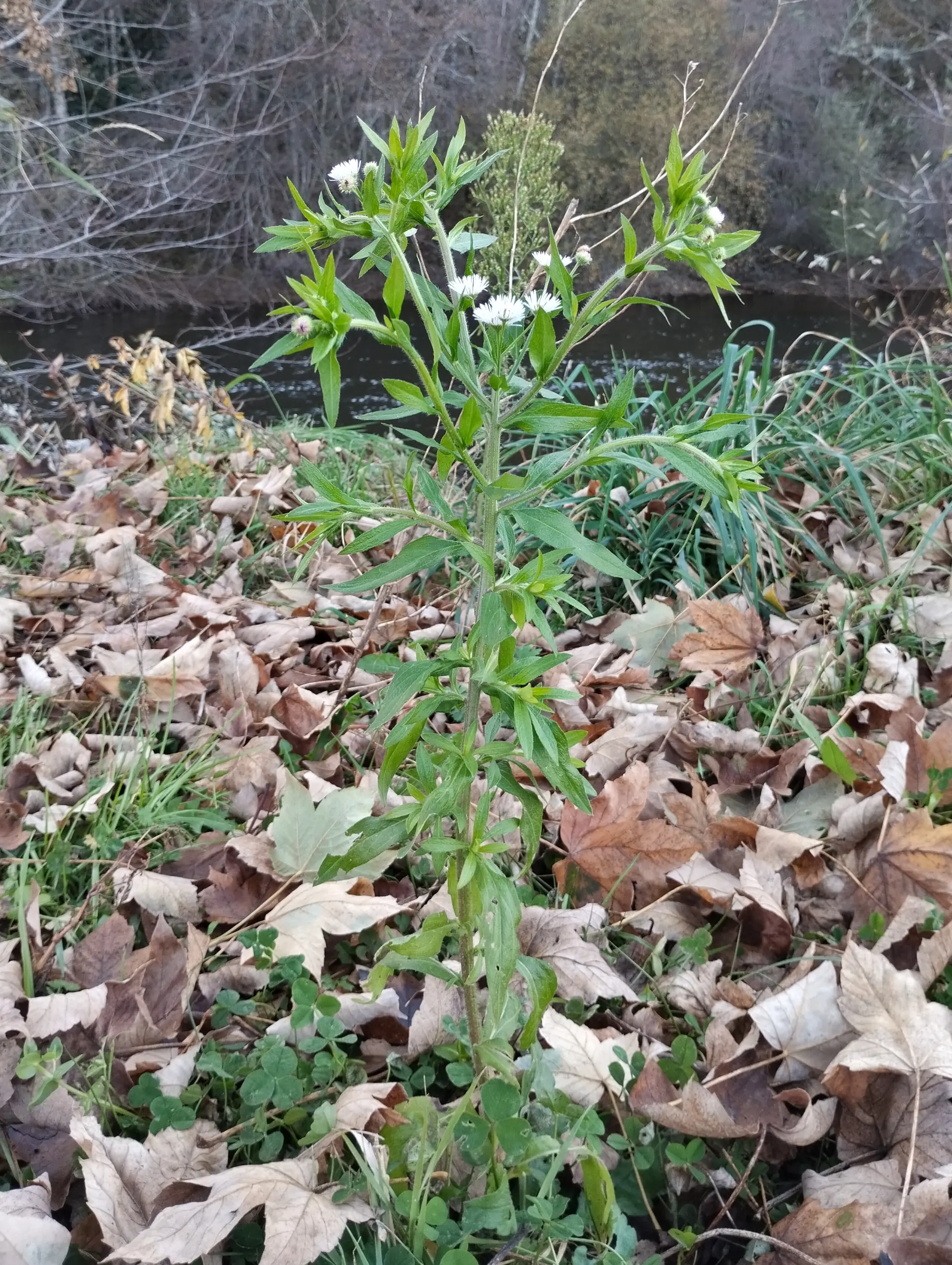 img/erigeron-annuus-3.webp