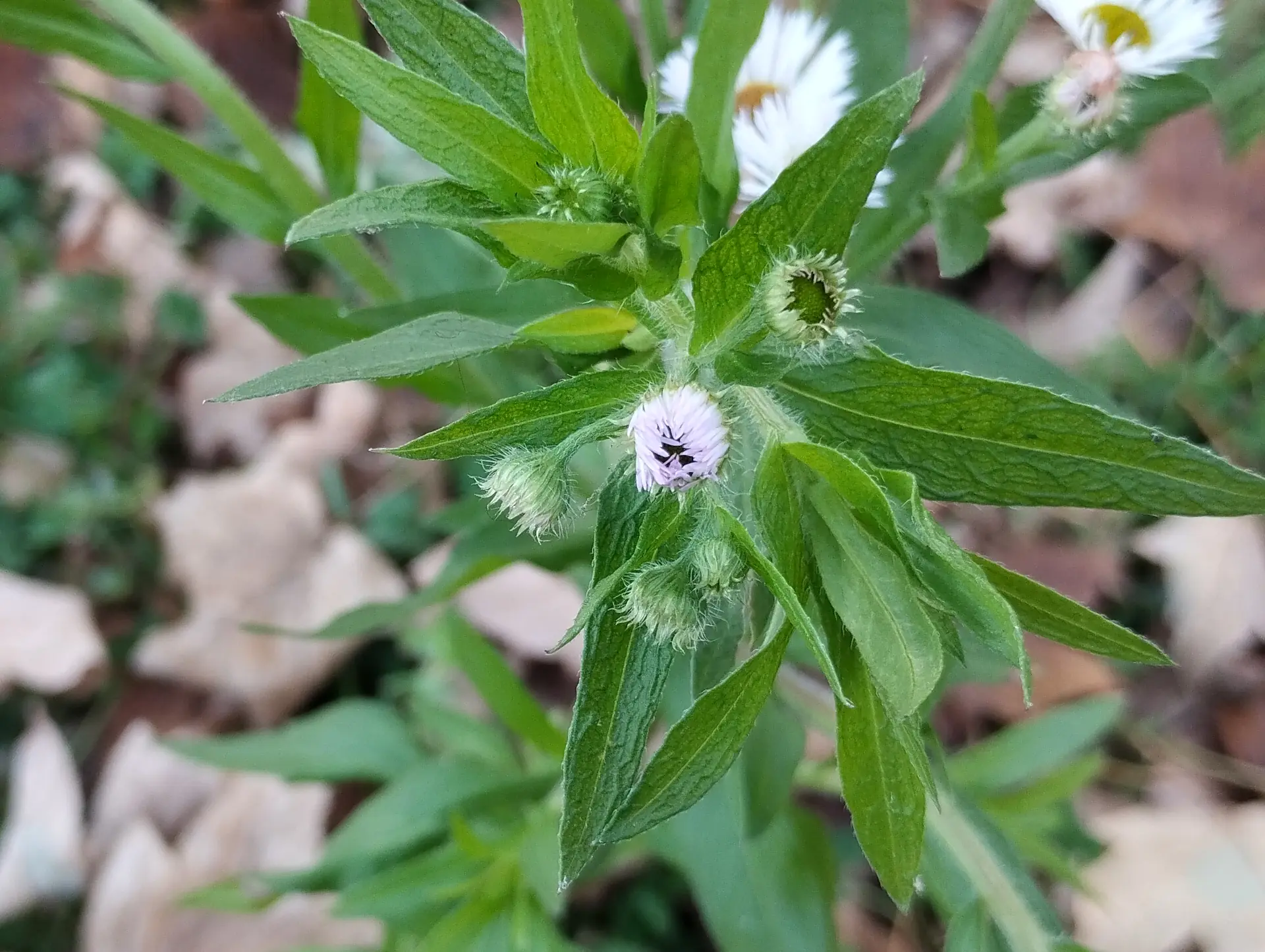 img/erigeron-annuus-4.webp