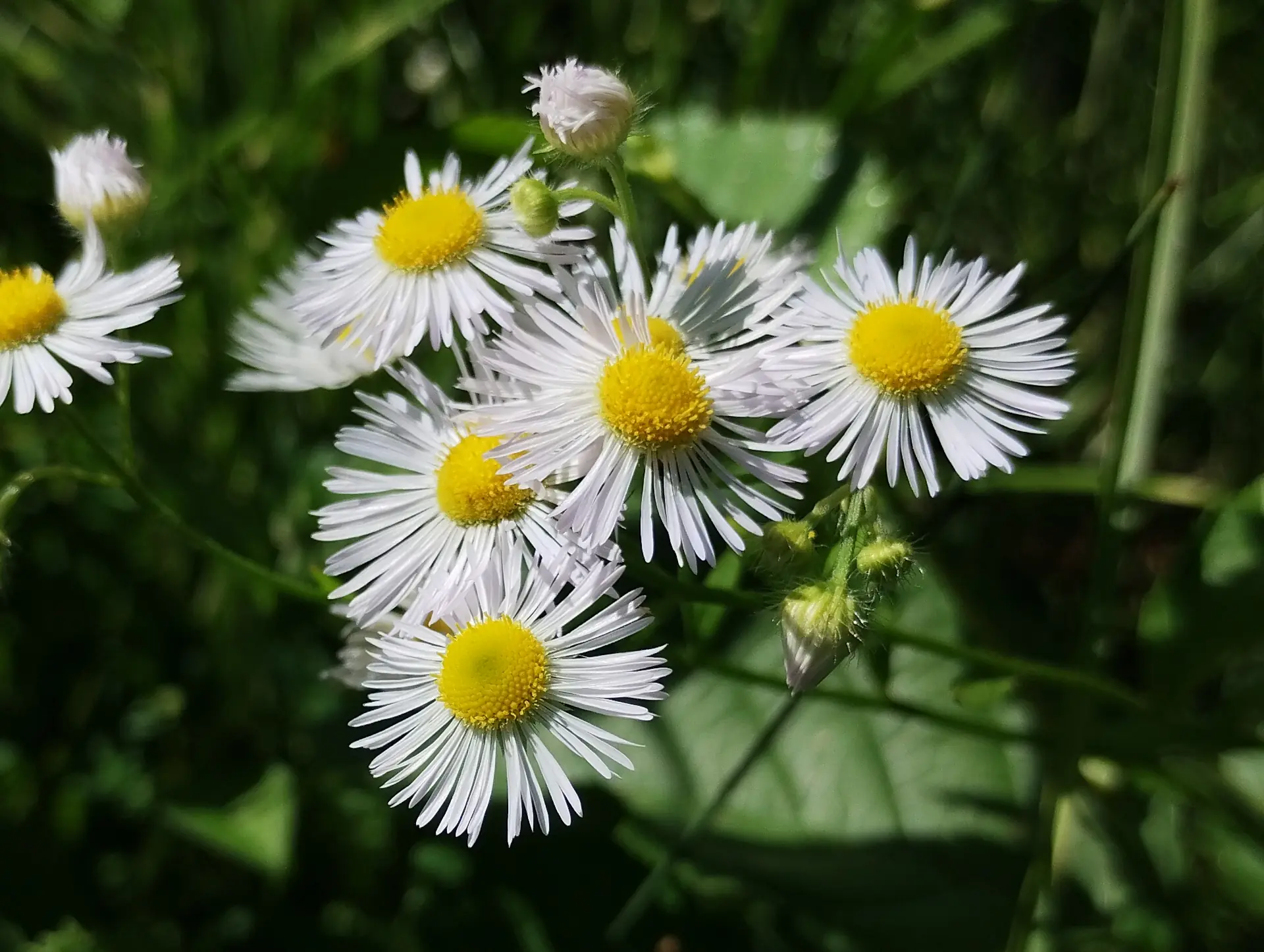img/erigeron-annuus.webp