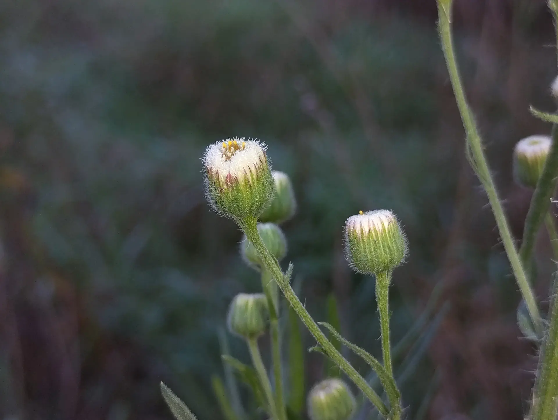 img/erigeron-bonariensis-2.webp
