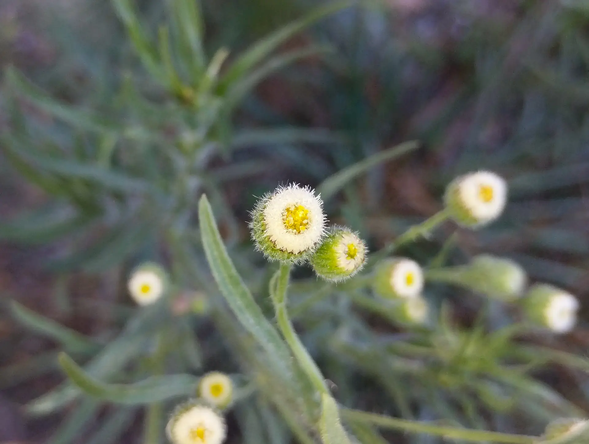img/erigeron-bonariensis.webp