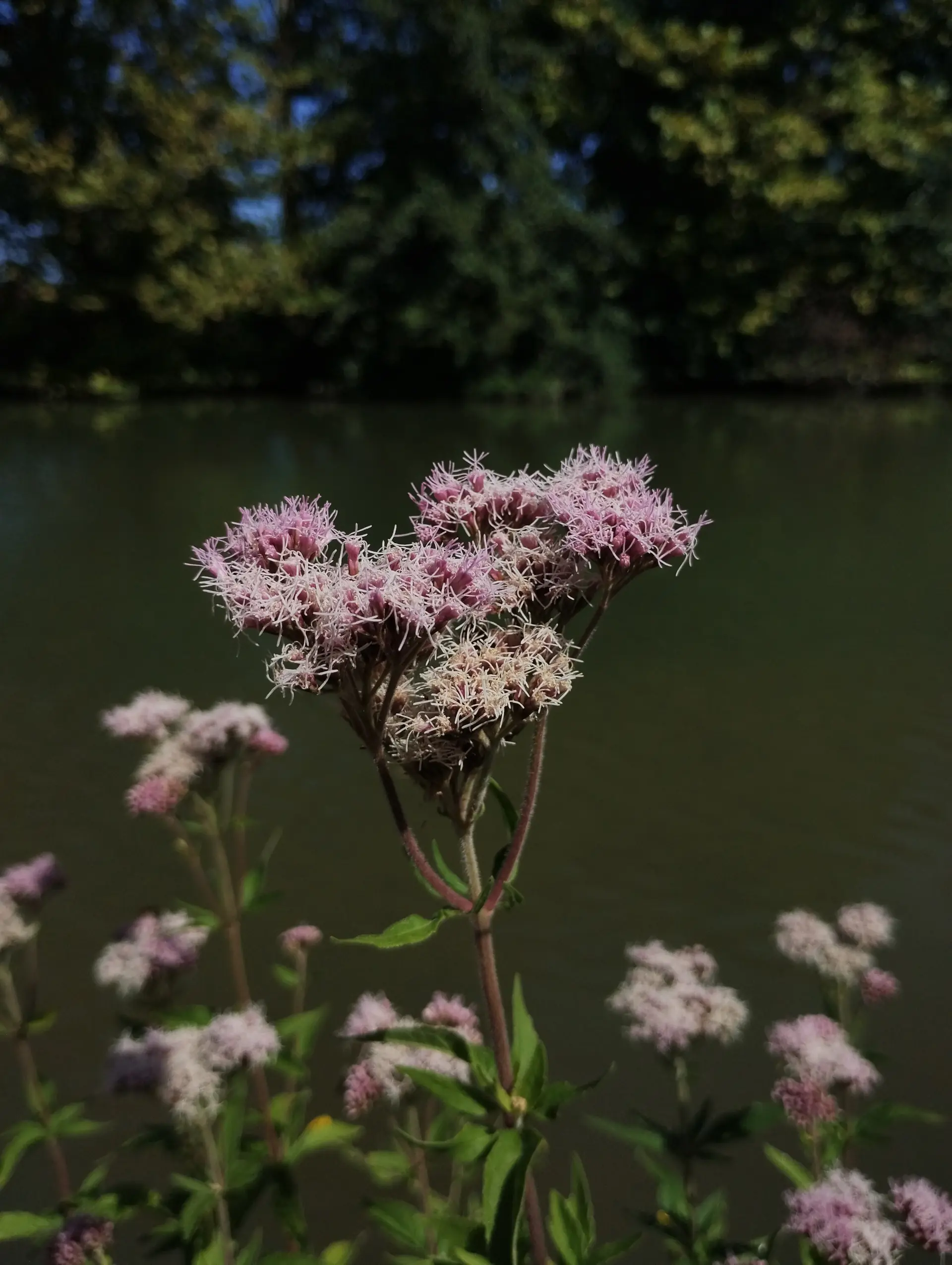 img/eupatorium-cannabinum-2.webp