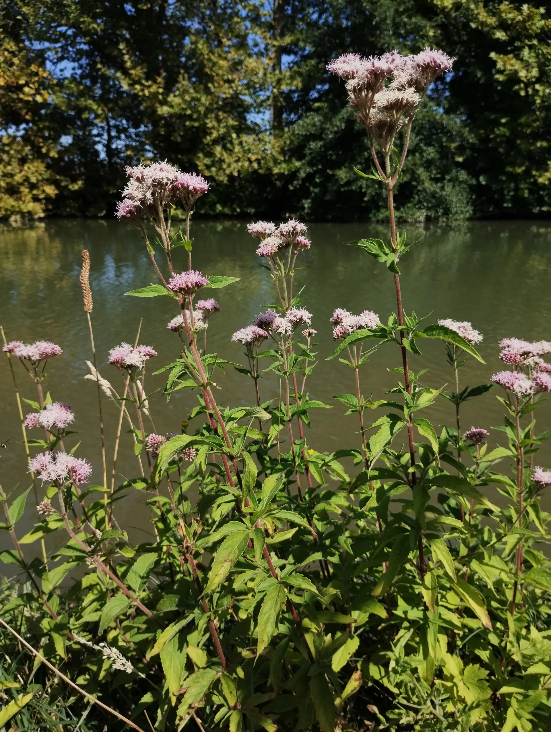 img/eupatorium-cannabinum-3.webp