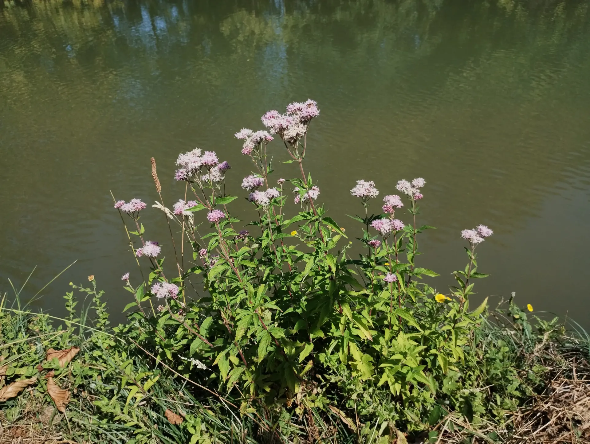img/eupatorium-cannabinum-4.webp