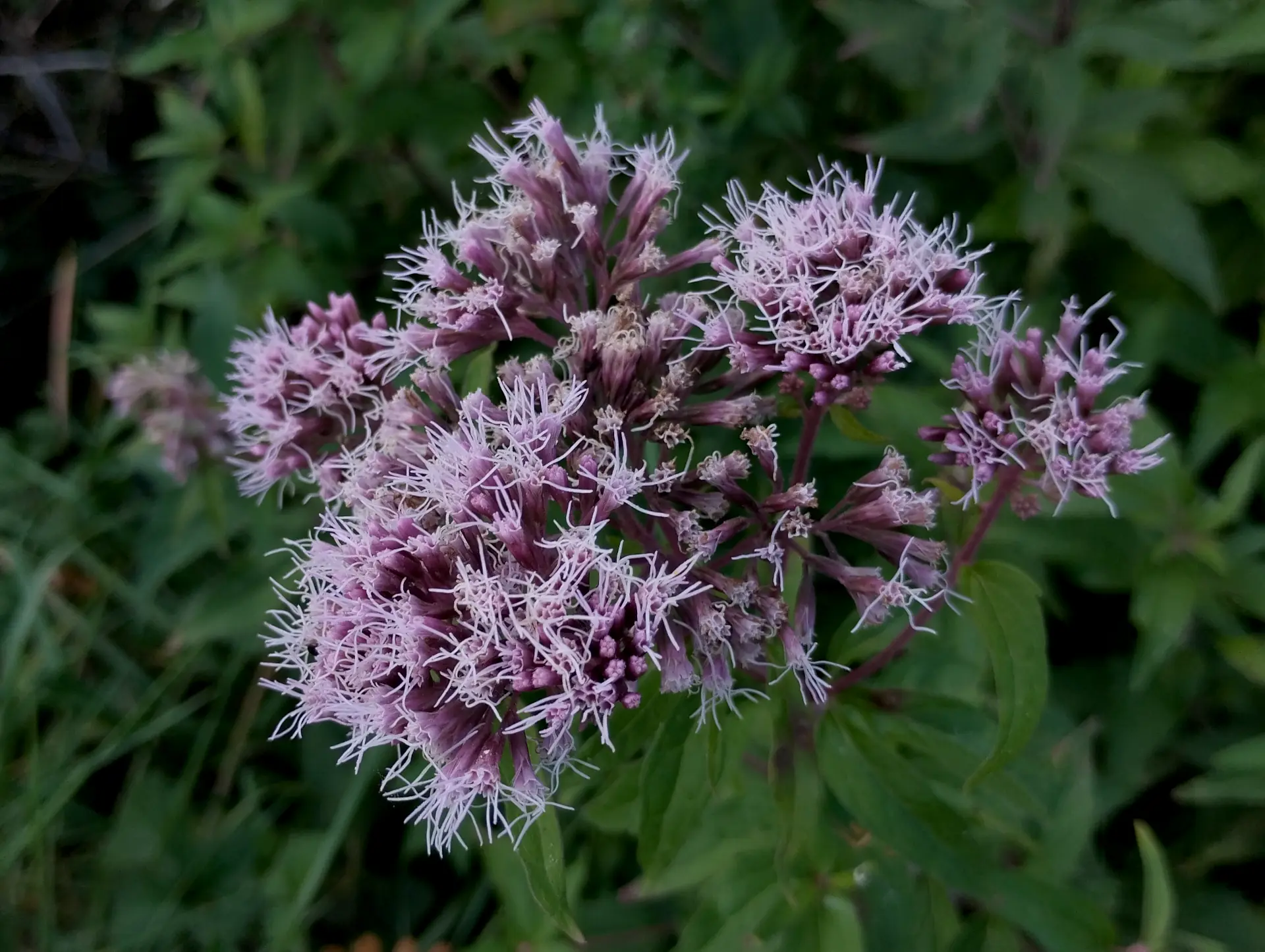 img/eupatorium-cannabinum.webp