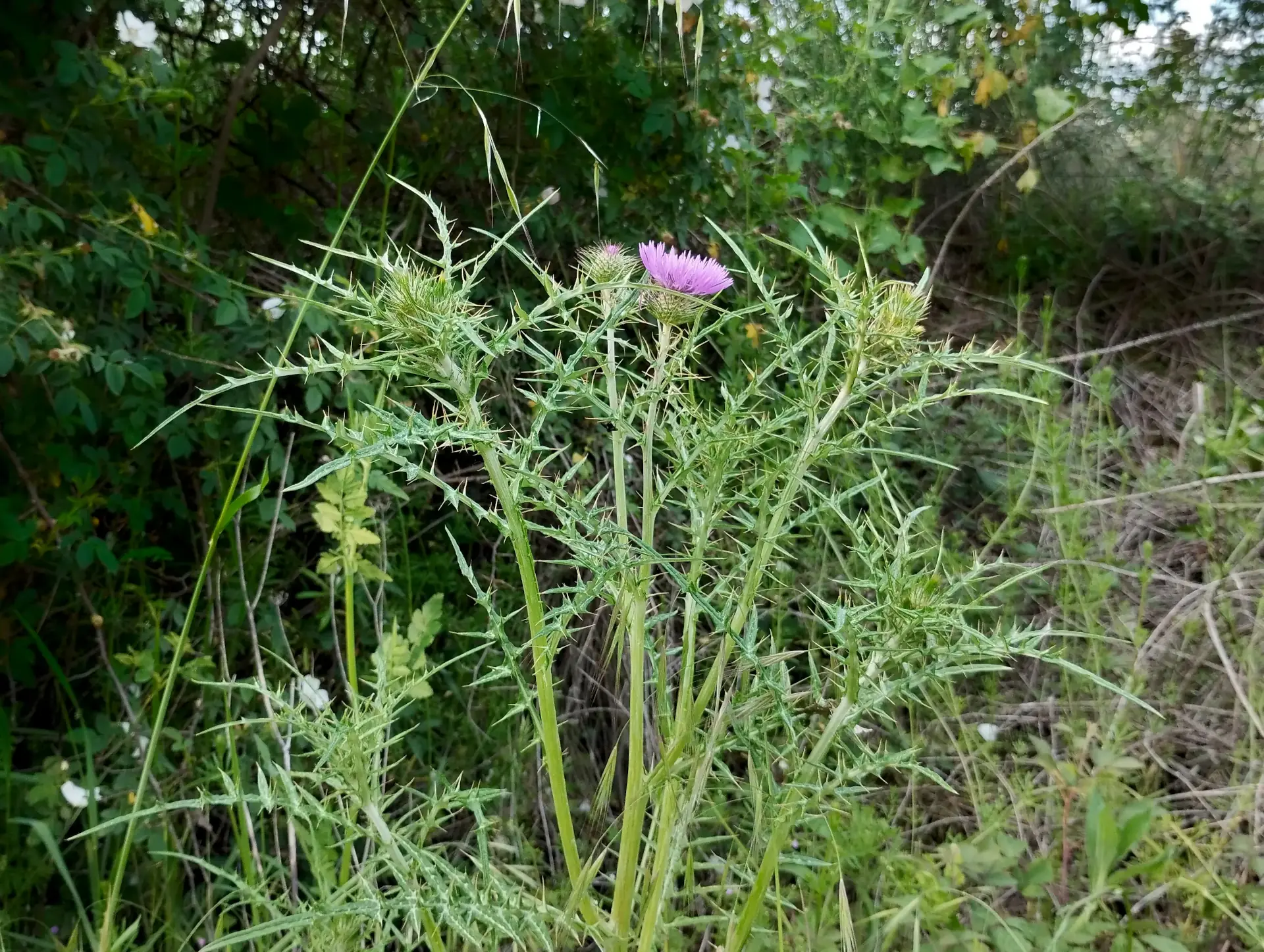 img/galactites-tomentosus-3.webp