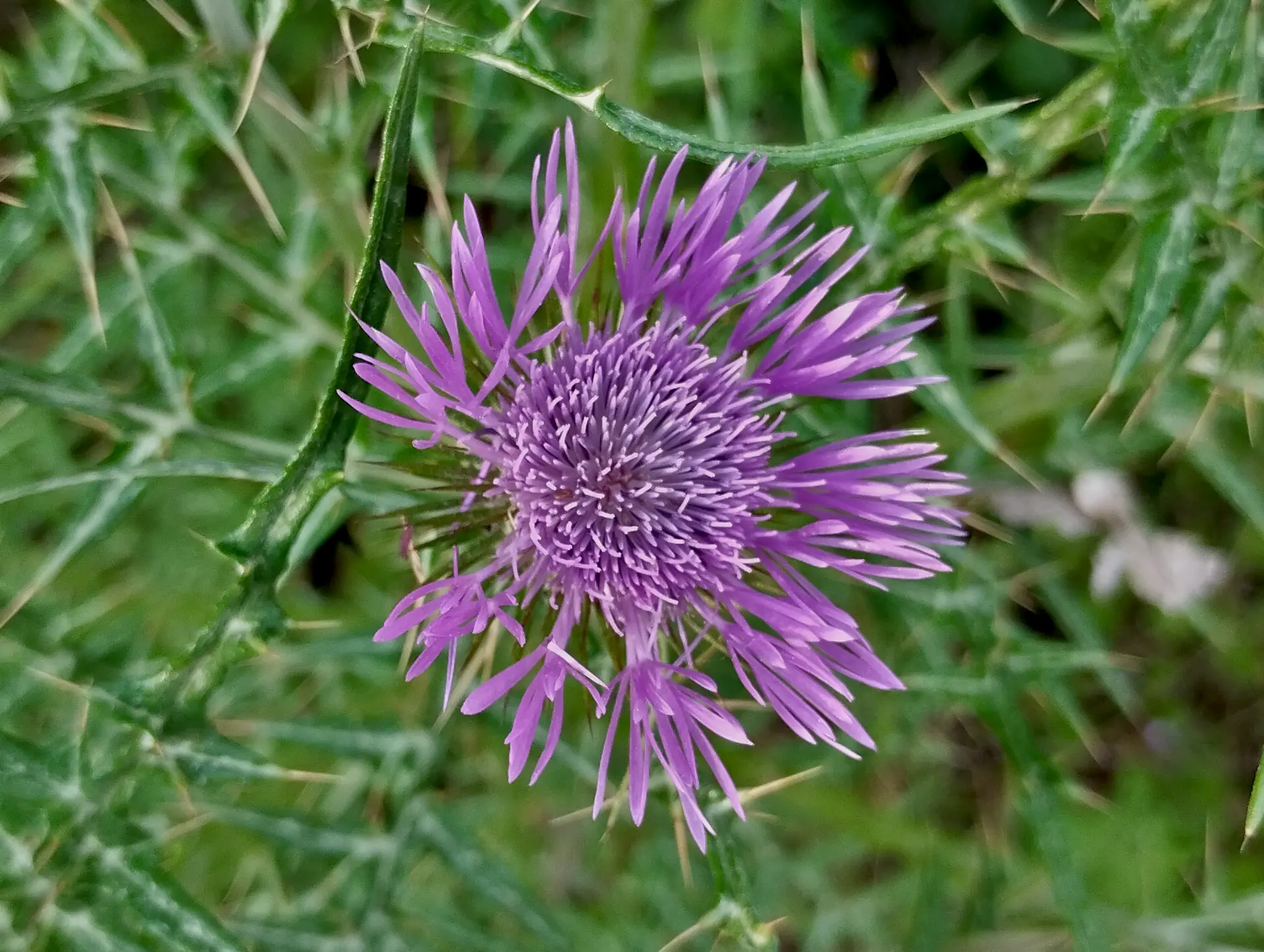 img/galactites-tomentosus.webp