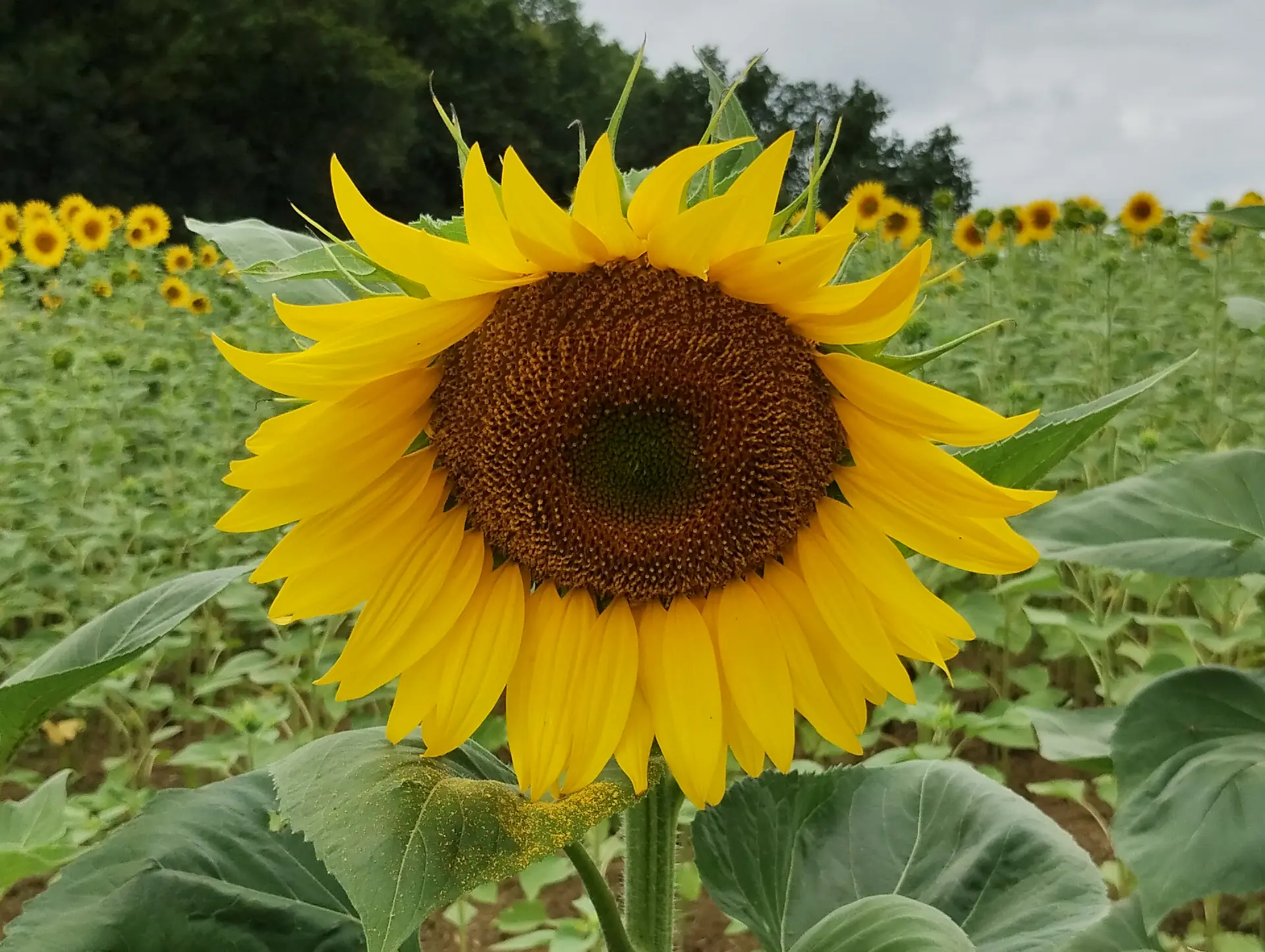 img/helianthus-annuus-2.webp