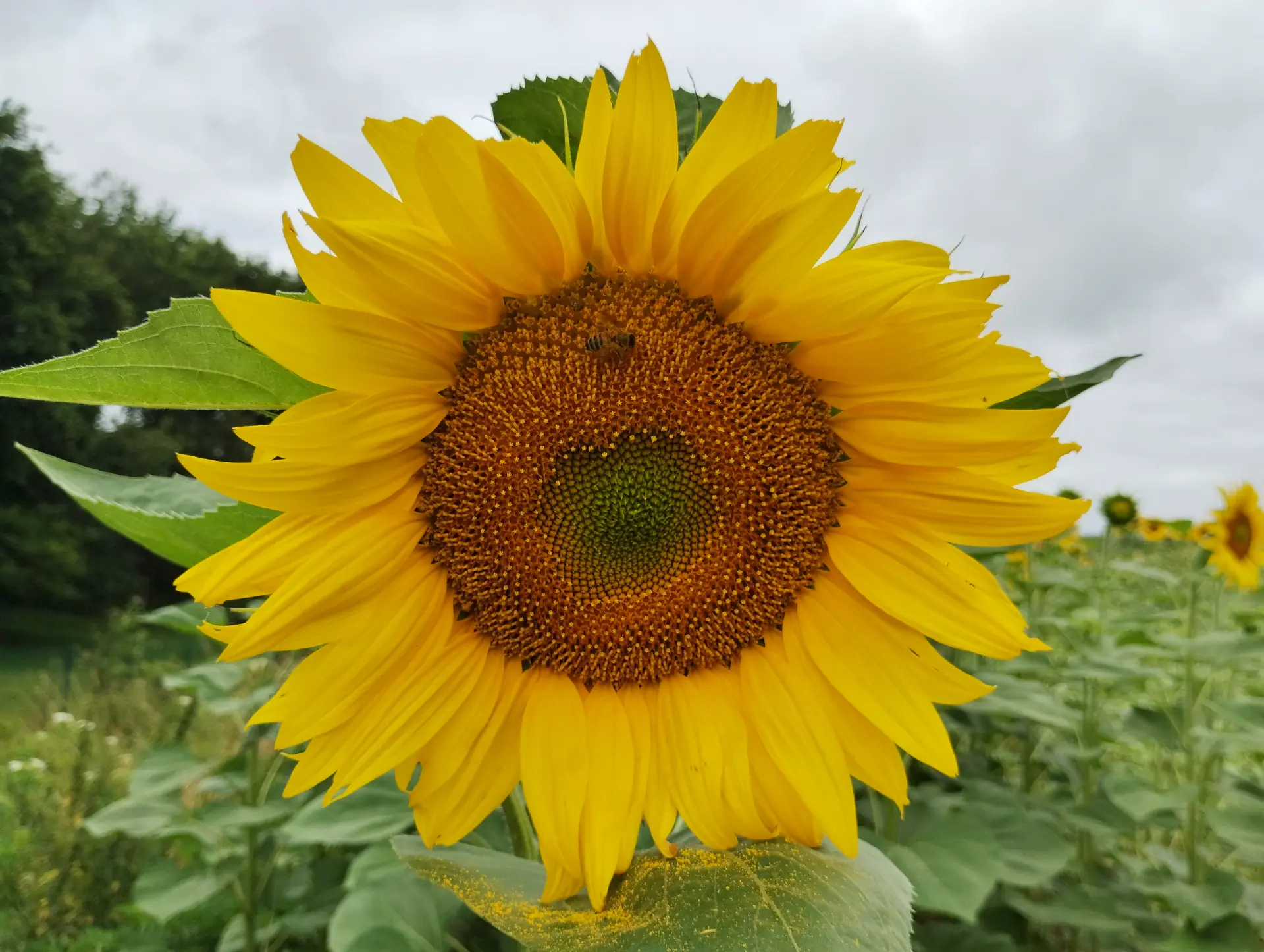 img/helianthus-annuus.webp