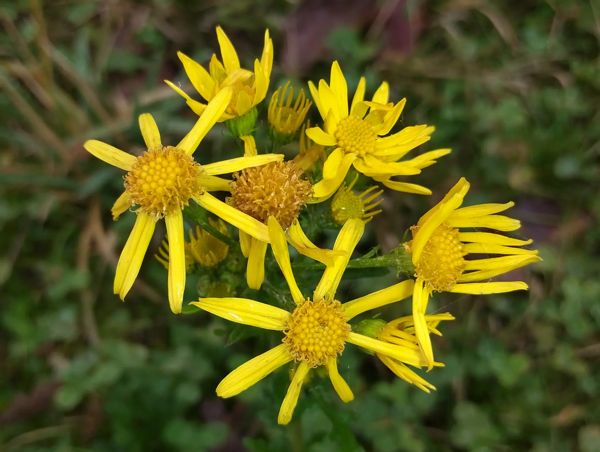 img/jacobaea-erucifolia-2.webp