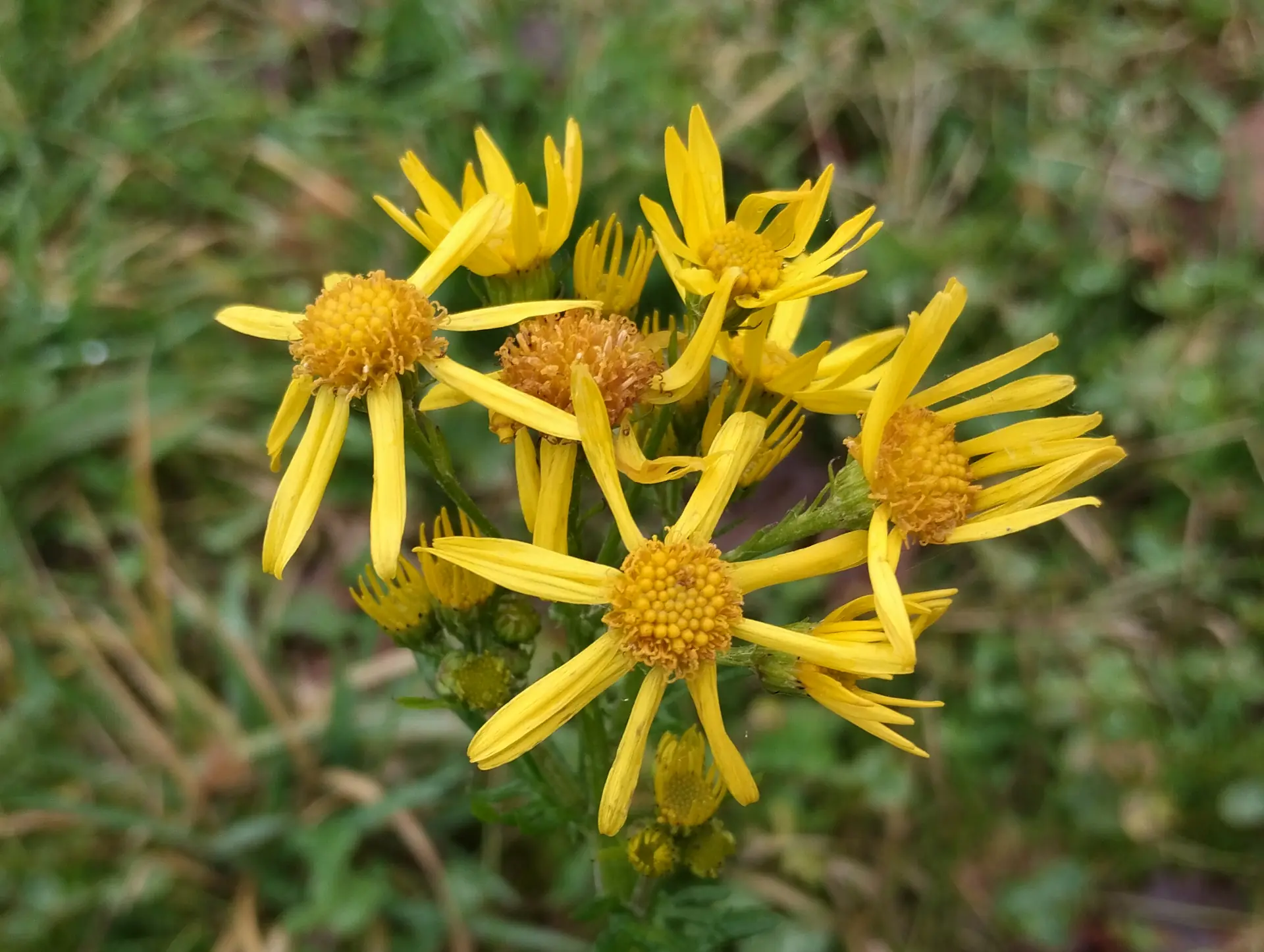 img/jacobaea-erucifolia.webp