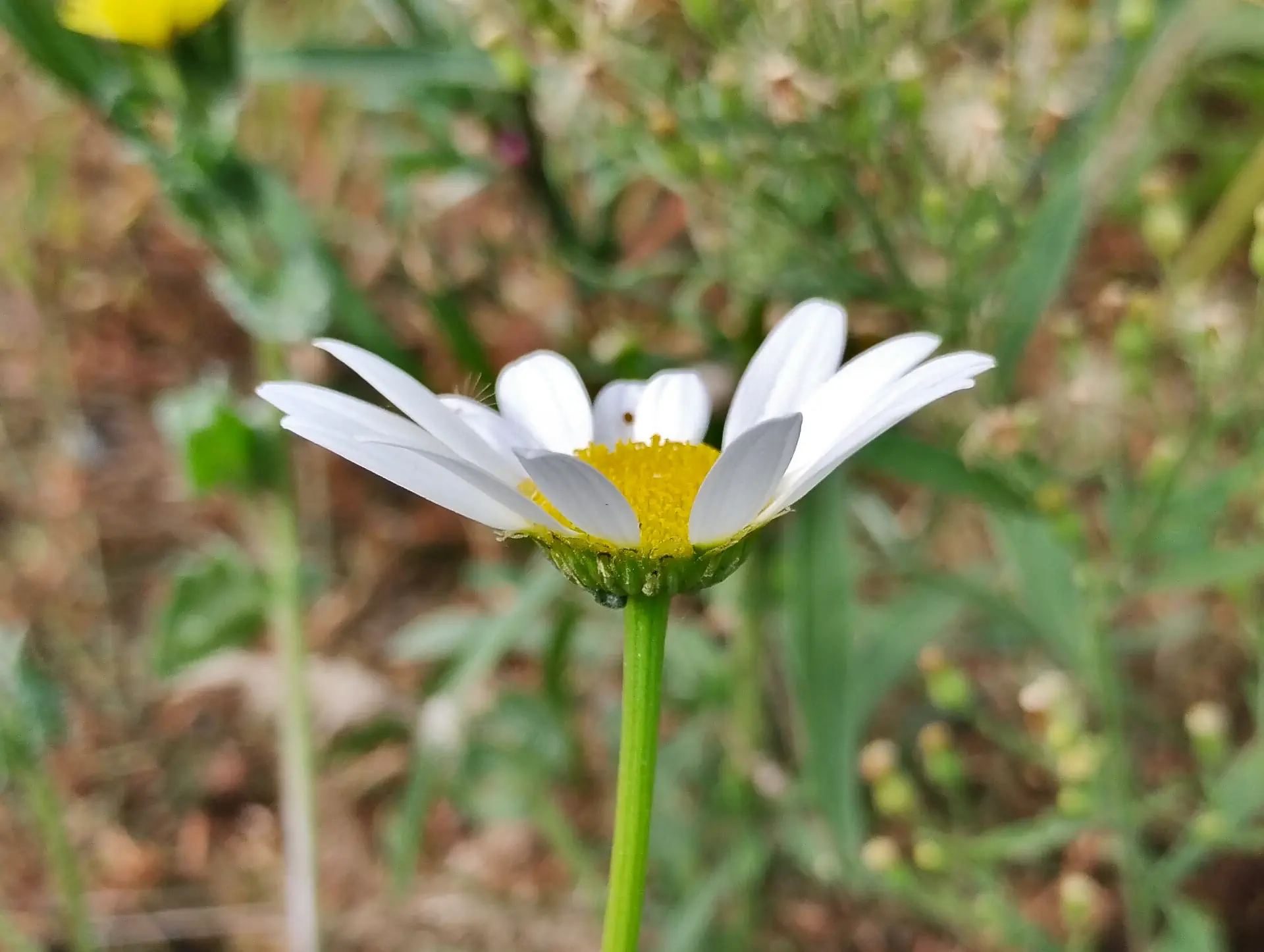 img/leucanthemum-2.webp