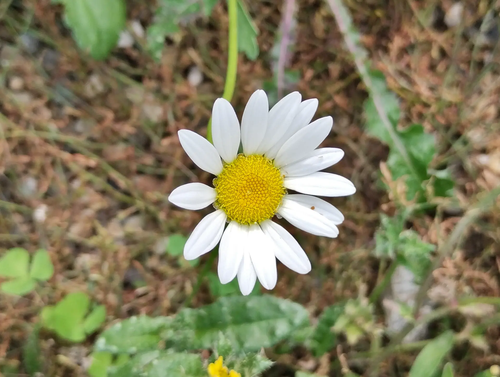 img/leucanthemum.webp