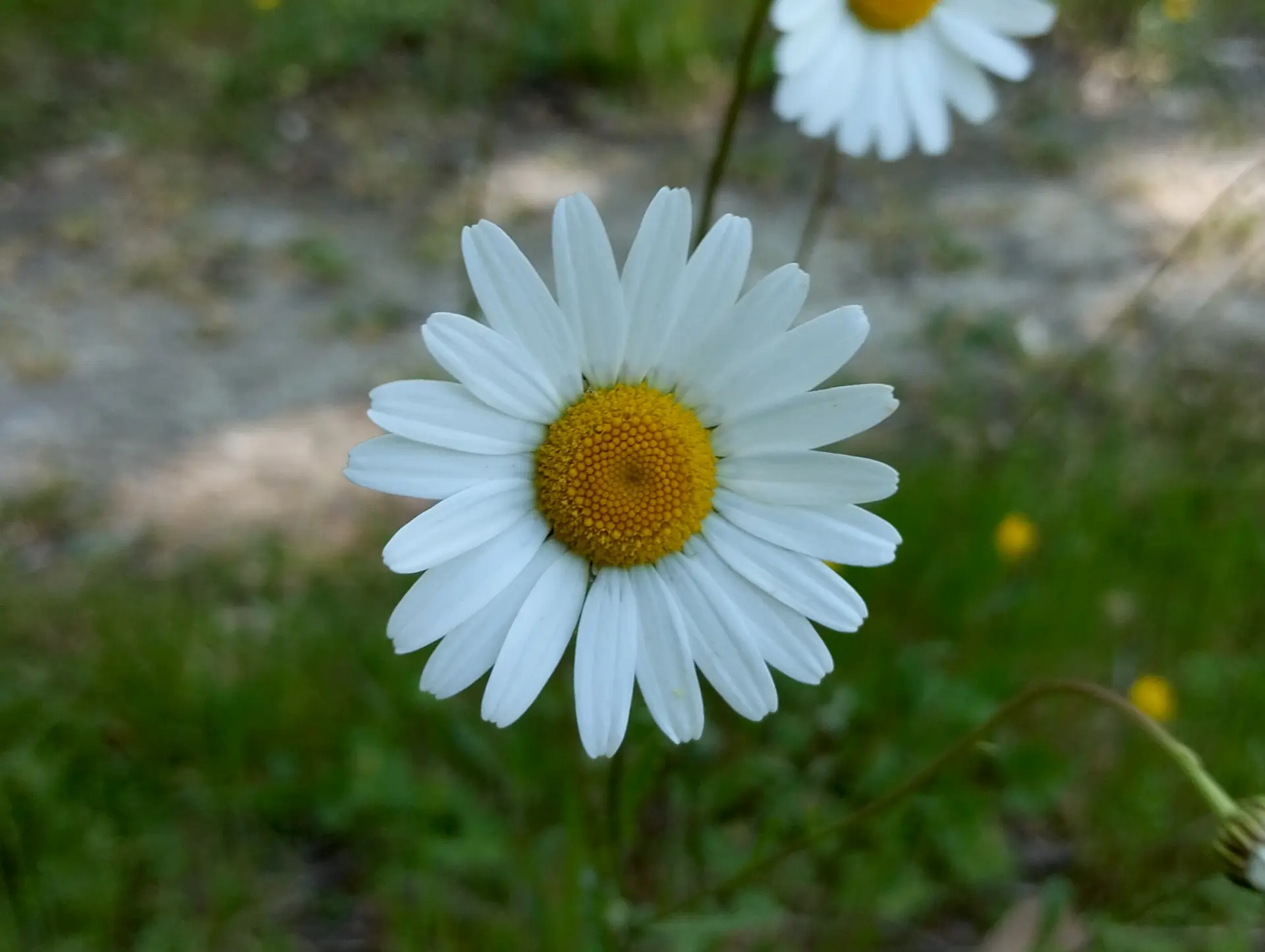 img/leucanthemum-vulgare-2.webp